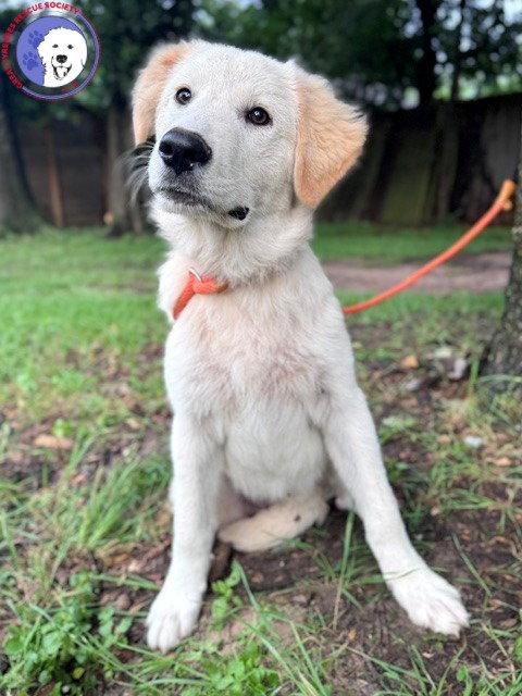 Enlarge Quizzel, a Adoptable Great Pyrenees in Burnsville, MN image 2/6