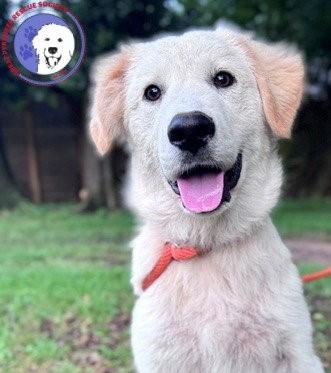 Enlarge Quizzel, a Adoptable Great Pyrenees in Burnsville, MN image 1/6
