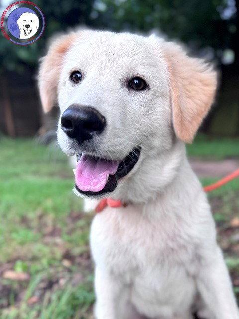 Enlarge Quizzel, a Adoptable Great Pyrenees in Burnsville, MN image 3/6