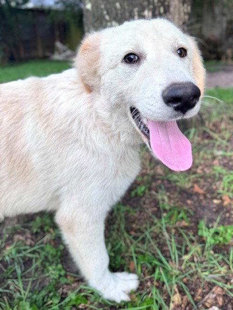 Enlarge Quizzel, a Adoptable Great Pyrenees in Burnsville, MN image 4/6