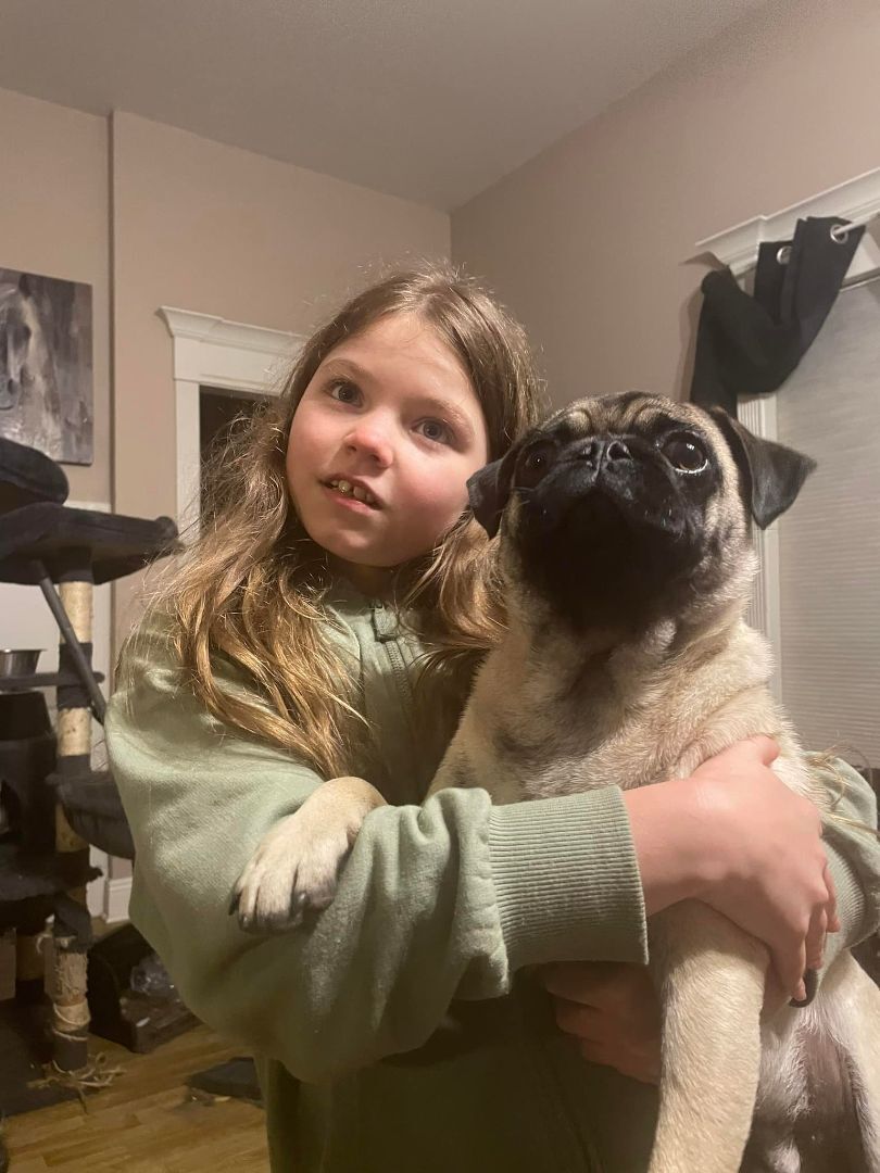 Enlarge Frankie, a Adopted Pug in Lucedale, MS image 1/2