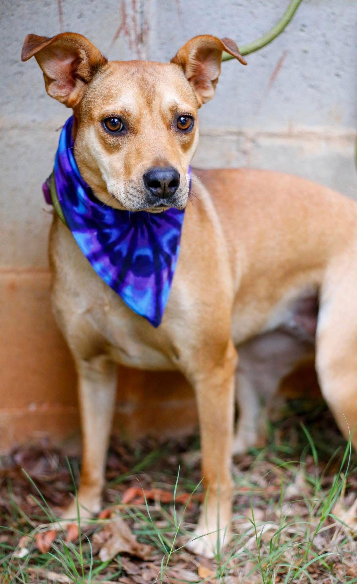 Suzie, Adoptable, Young Female Terrier.
