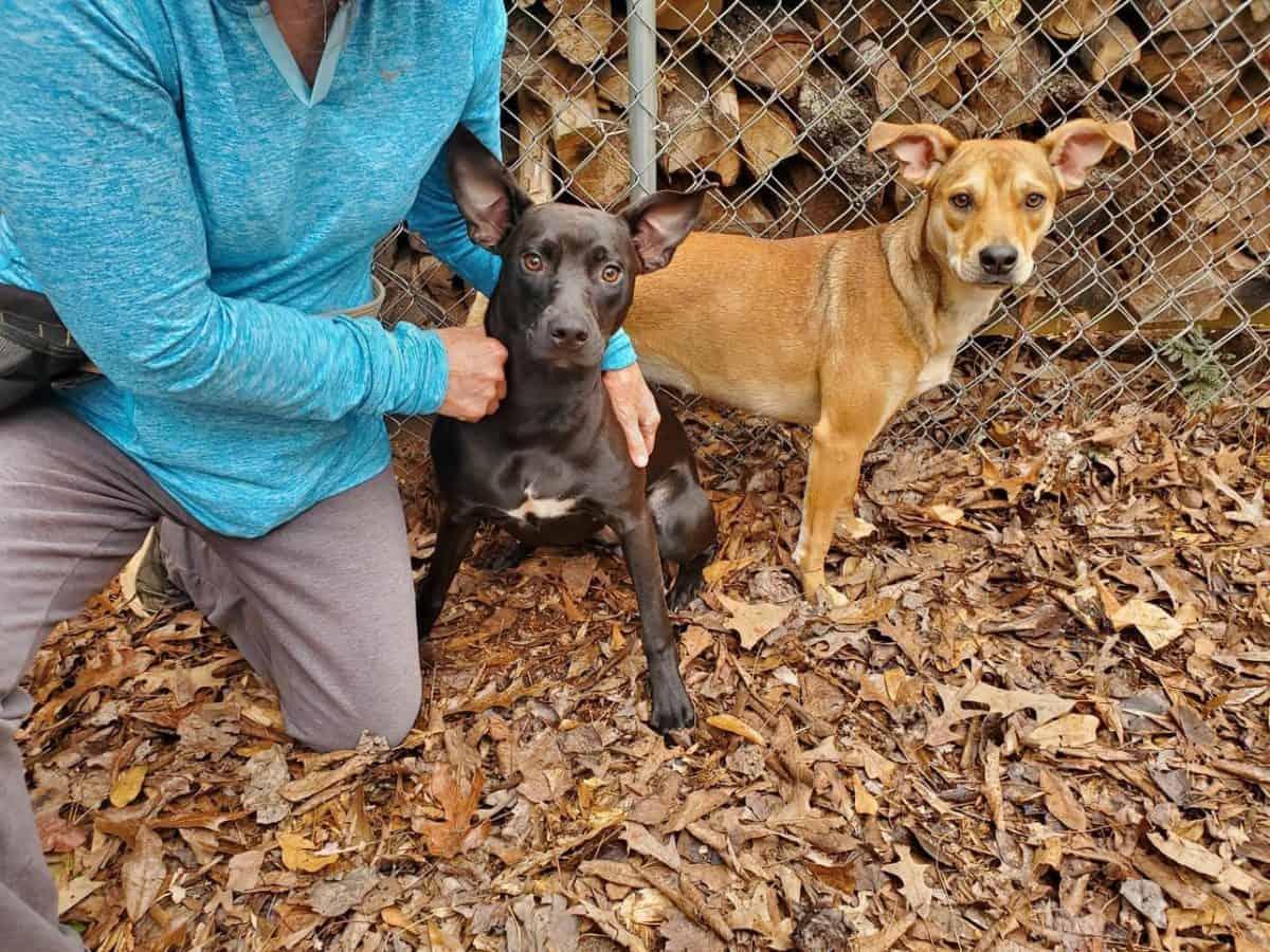 Enlarge Suzie, a Adoptable Terrier in Greenville, SC image 2/3