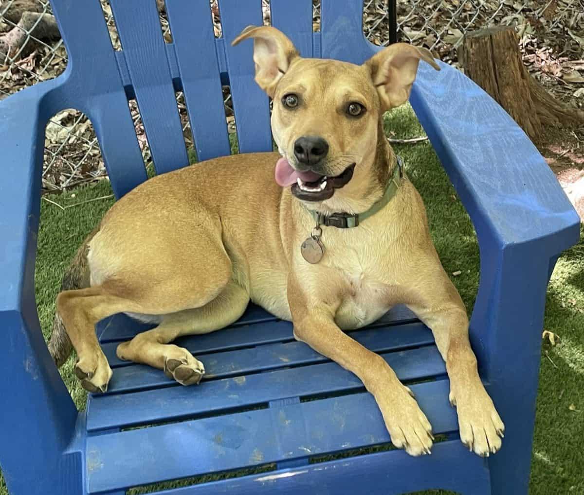 Enlarge Suzie, a Adoptable Terrier in Greenville, SC image 3/3