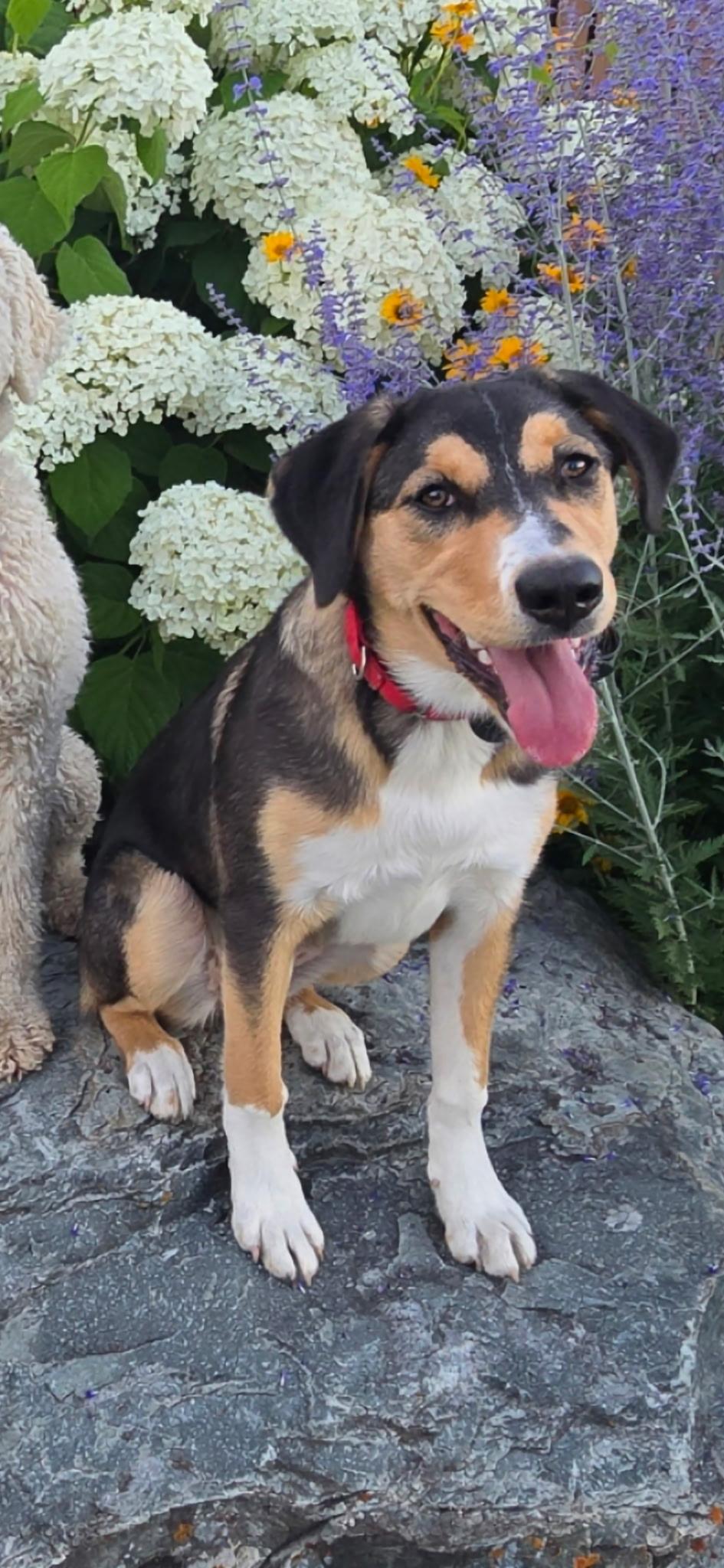 Annie, Adoptable, Young Female Bernese Mountain Dog.