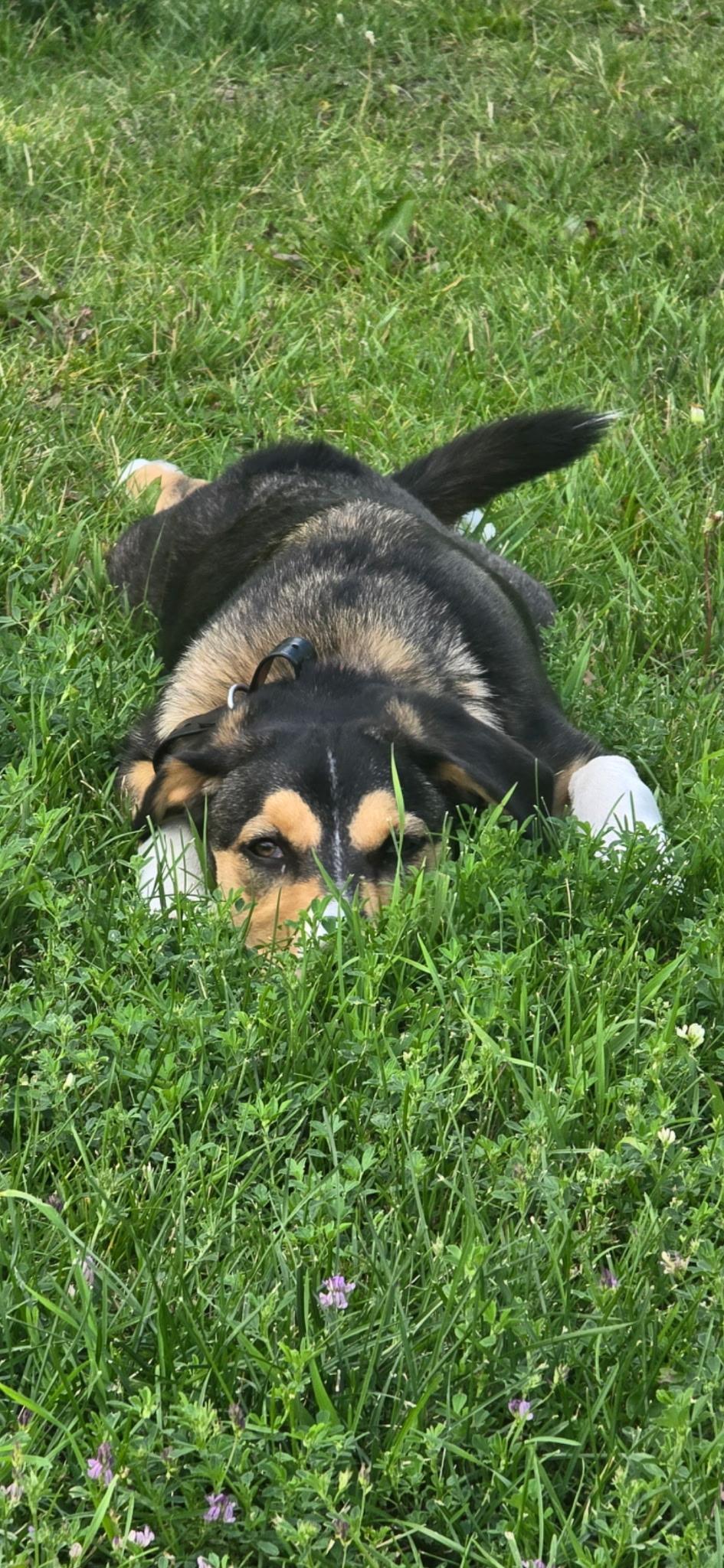 Annie, an adoptable Bernese Mountain Dog in Cranbrook, BC, V1C 6P7 | Photo Image 2
