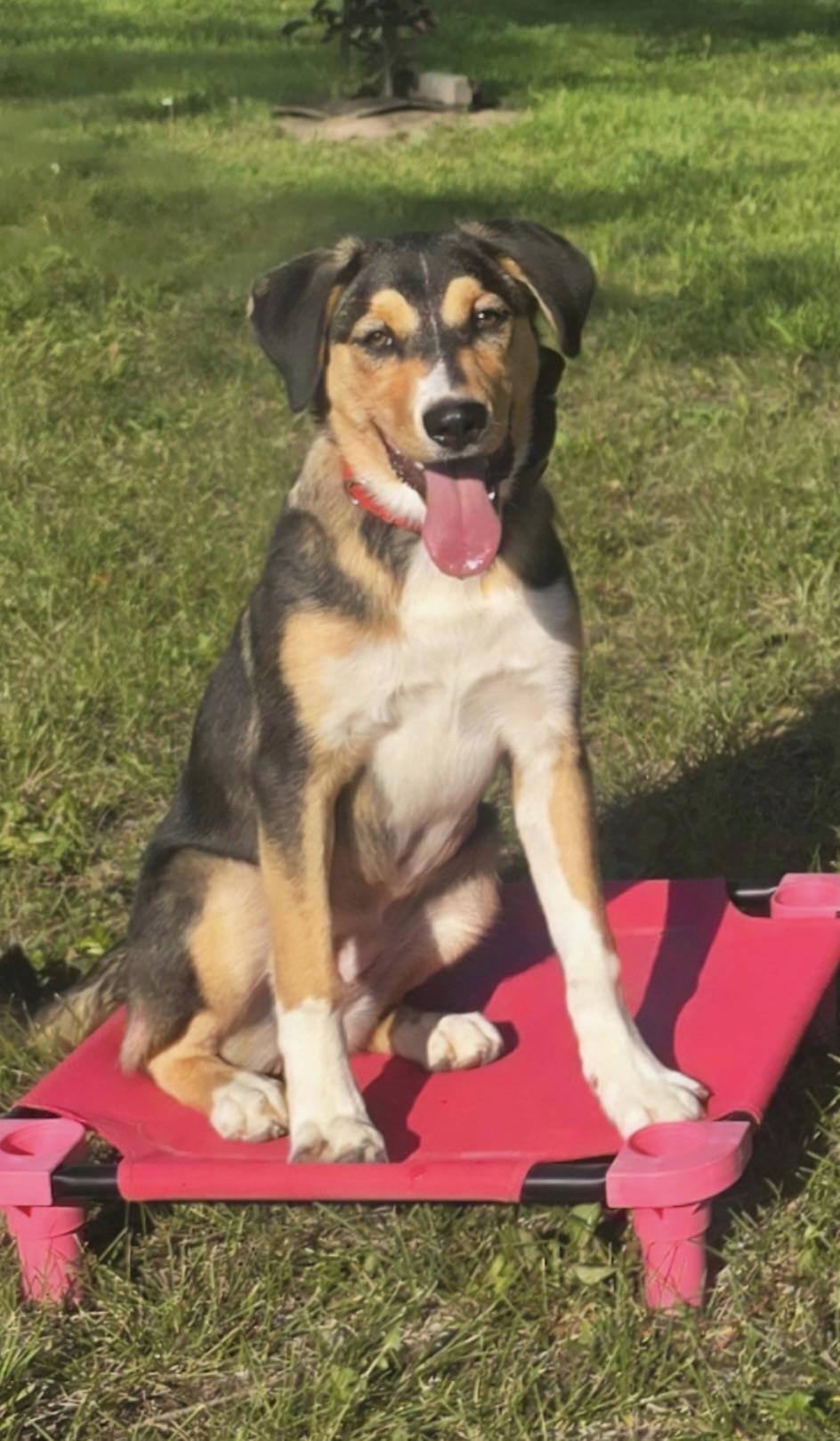 Annie, Adoptable, Young Female Bernese Mountain Dog.
