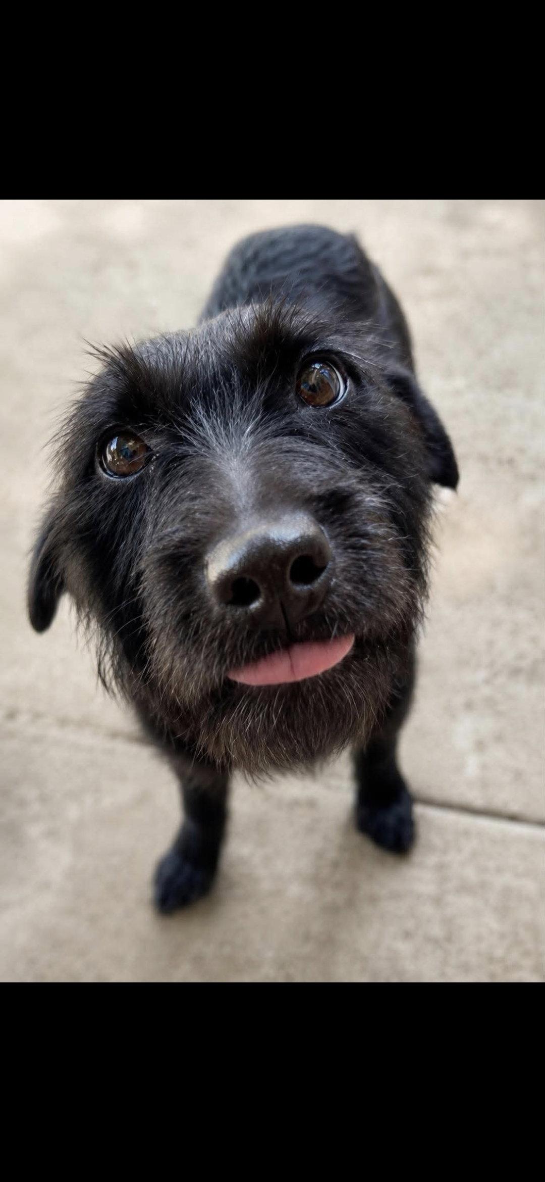 Enlarge Tobin, a Adopted Mixed Breed in Thomasville, NC image 1/3