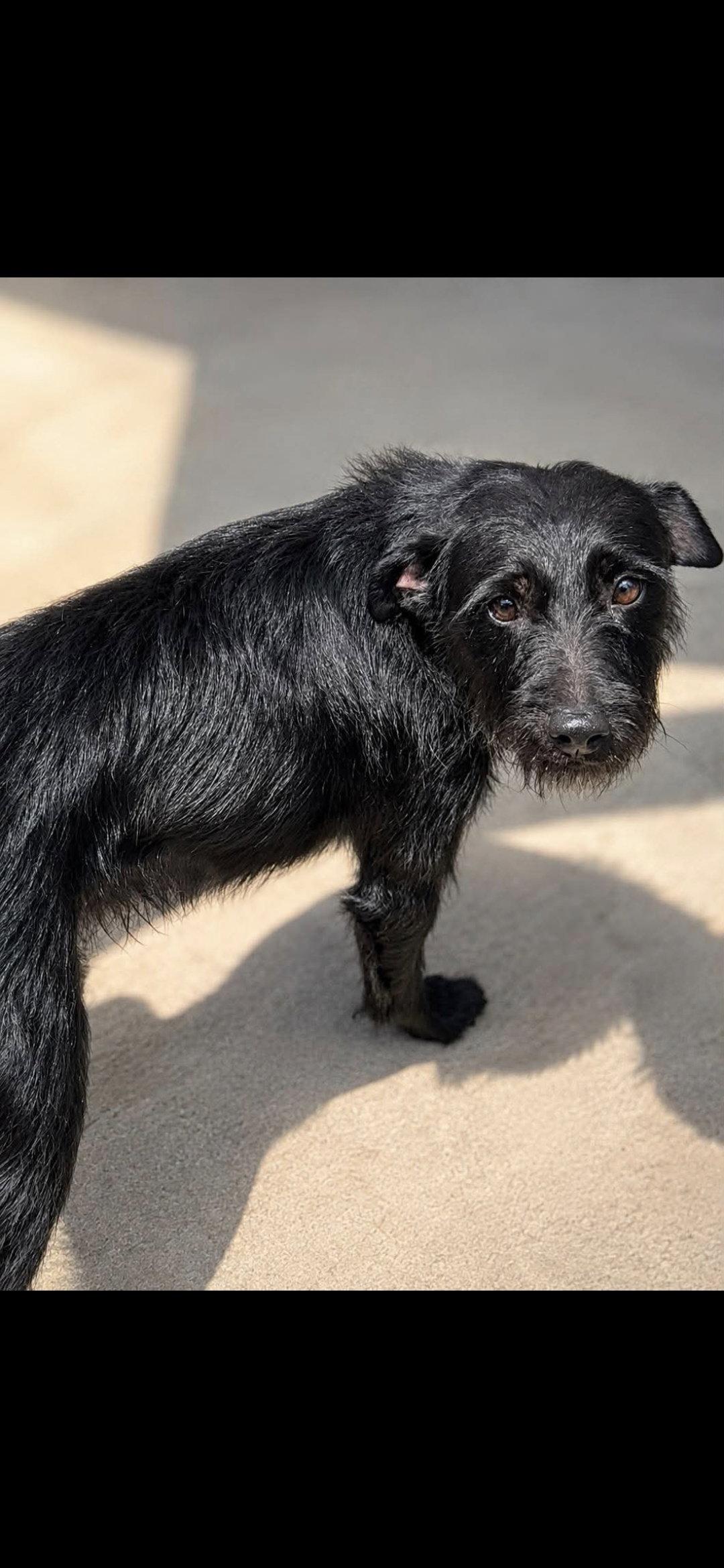Enlarge Tobin, a Adopted Mixed Breed in Thomasville, NC image 2/3