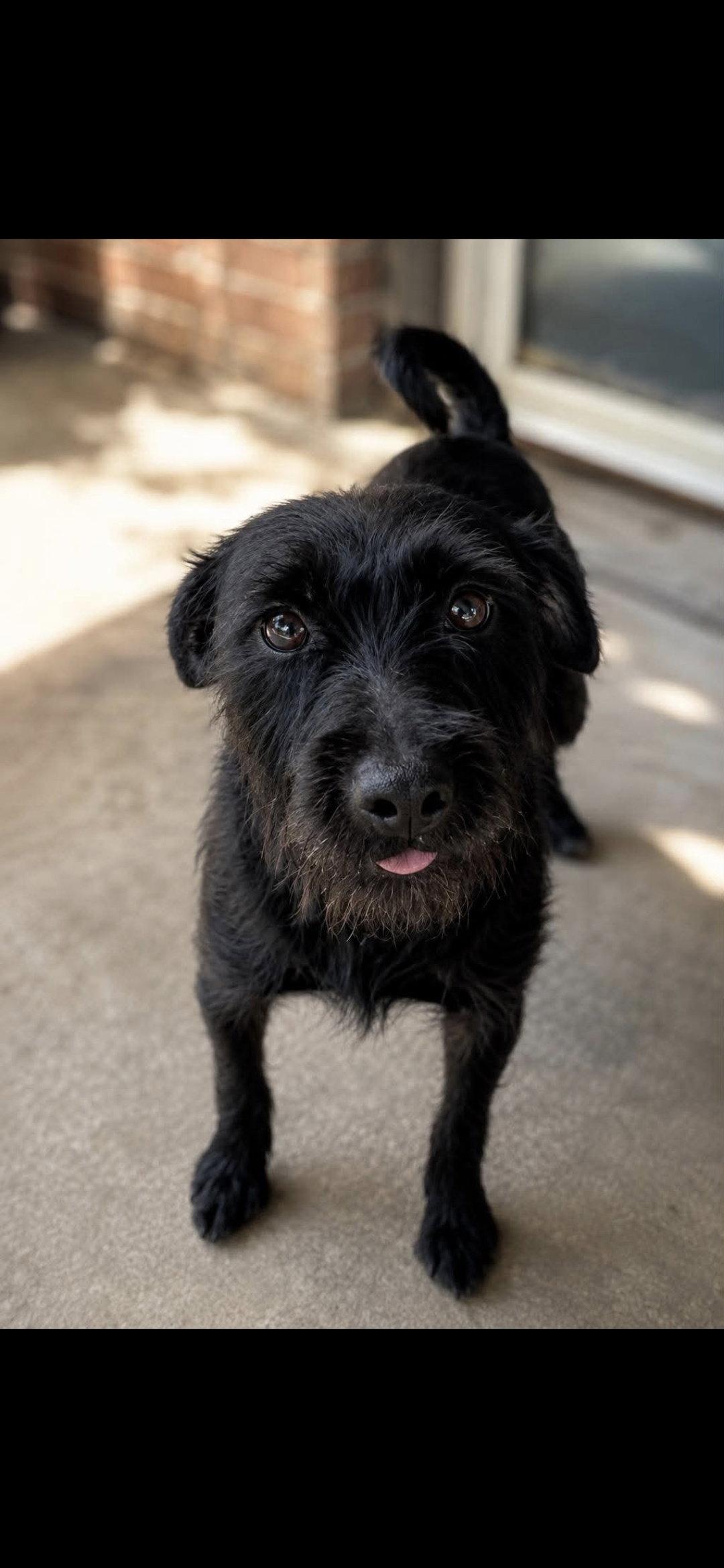 Enlarge Tobin, a Adopted Mixed Breed in Thomasville, NC image 3/3