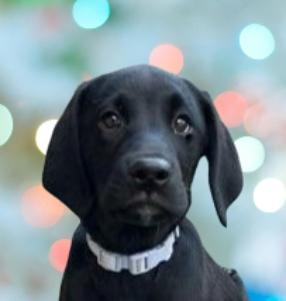 Enlarge Nova, a ADOPTABLE mixed breed in Schaumburg, IL image 1/5