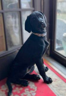 Enlarge Nova, a ADOPTABLE mixed breed in Schaumburg, IL image 4/5