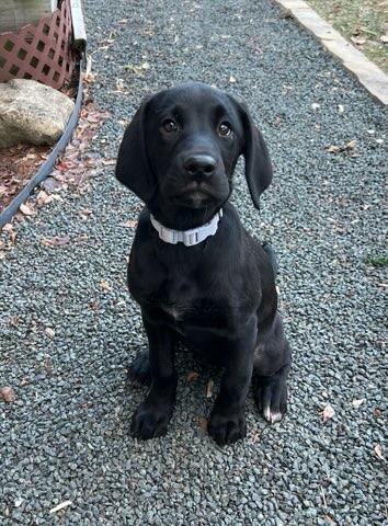 Enlarge Nova, a ADOPTABLE mixed breed in Schaumburg, IL image 5/5