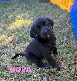 Enlarge Nova, a ADOPTABLE mixed breed in Schaumburg, IL image 2/5