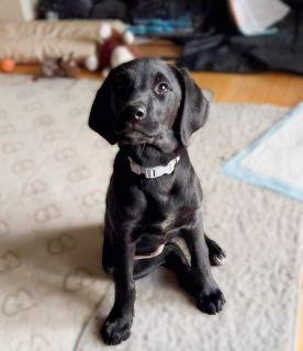 Enlarge Nova, a ADOPTABLE mixed breed in Schaumburg, IL image 3/5