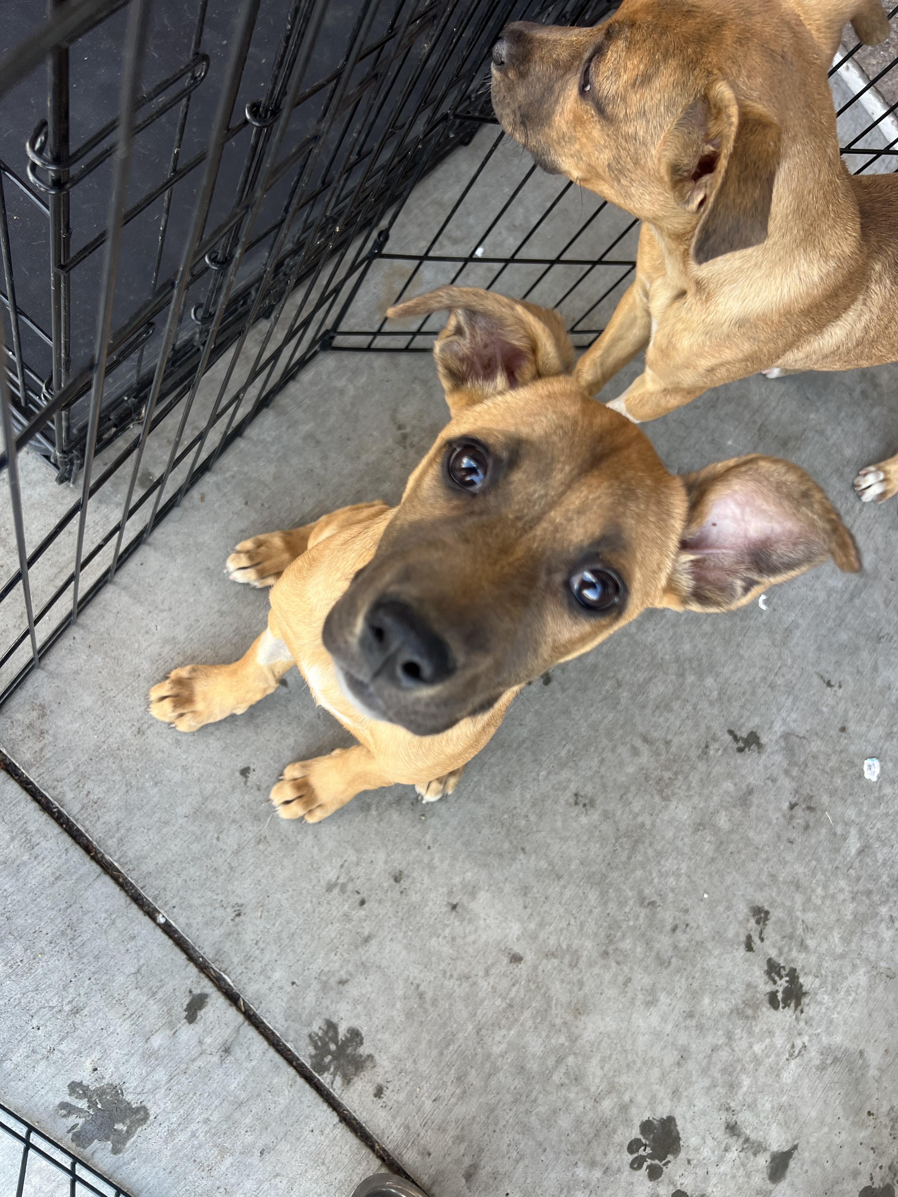 Jenny, a Adoptable mixed breed in Denver, CO image 3/6