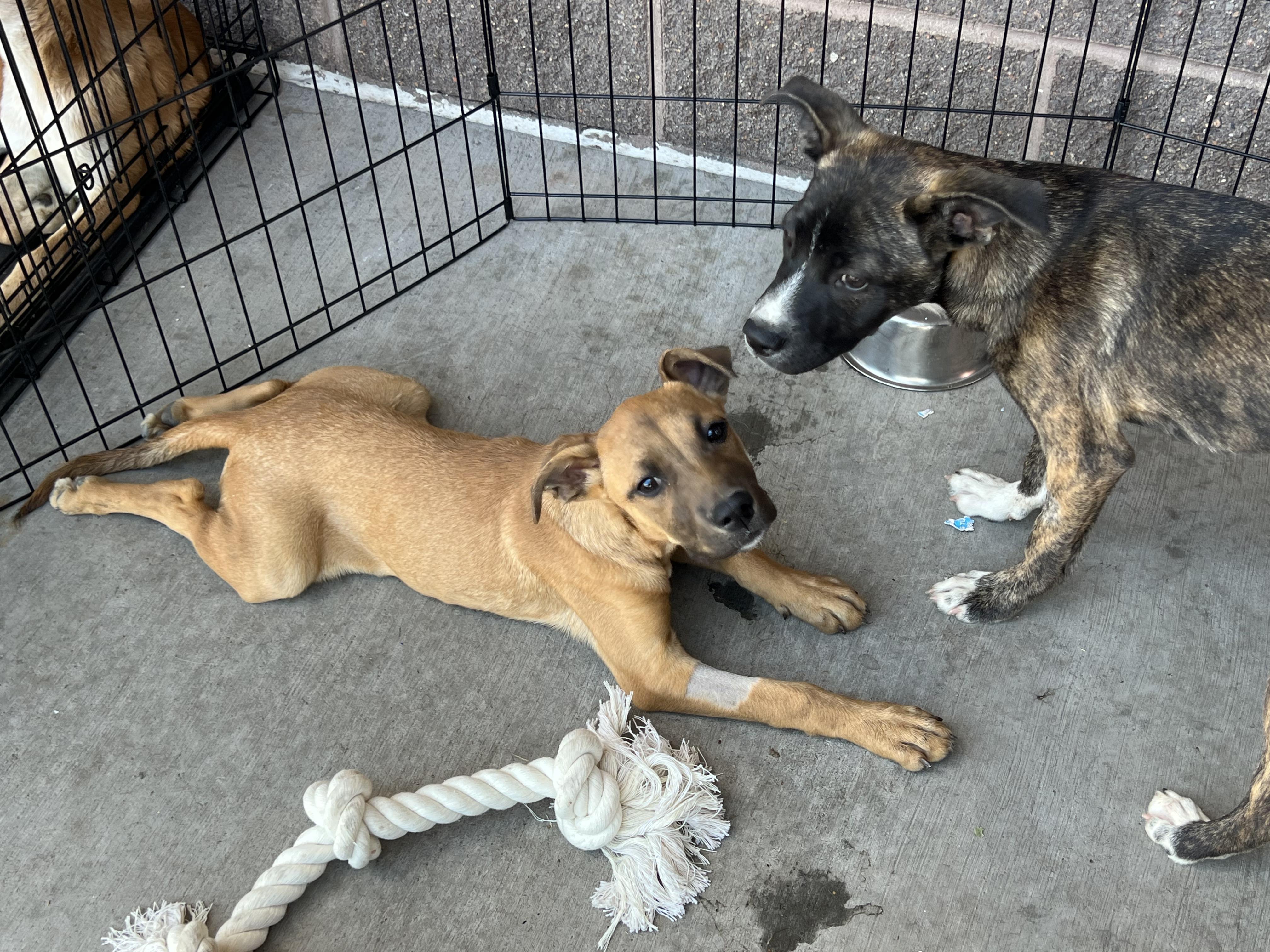 Jenny, a Adoptable mixed breed in Denver, CO image 4/6