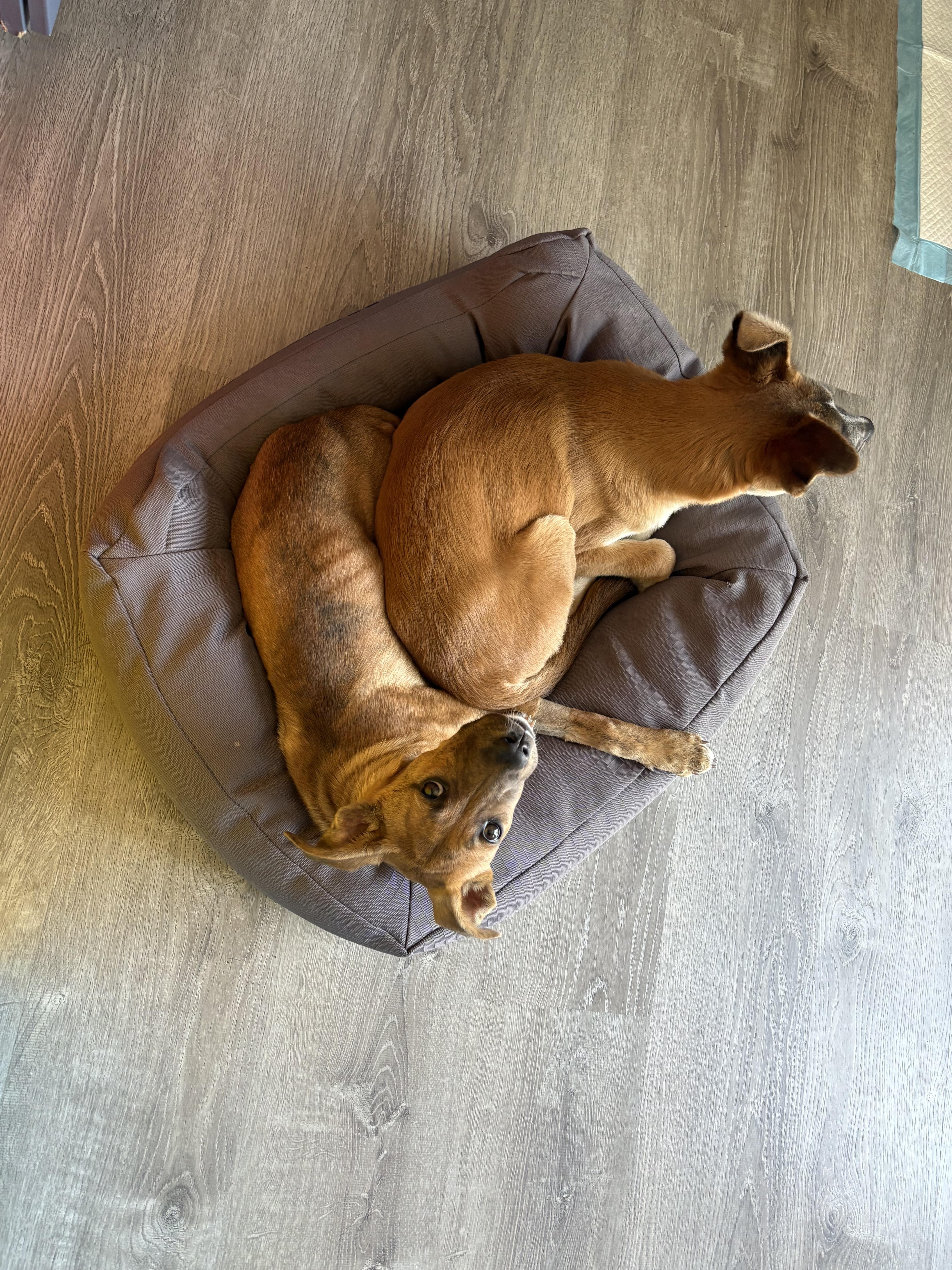 Jenny, a Adoptable mixed breed in Denver, CO image 6/6