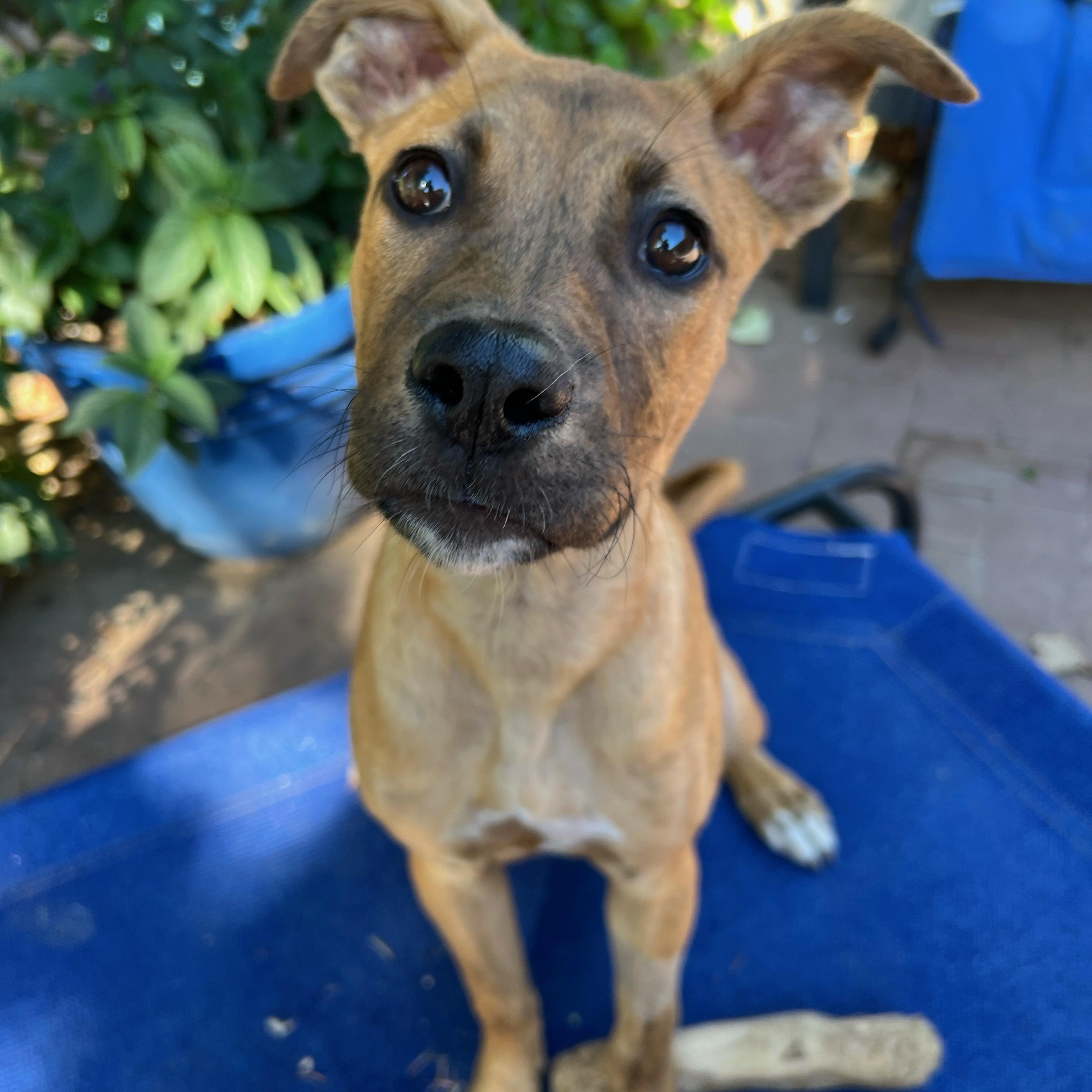 Jenny, Adoptable, Young Female Black Mouth Cur & Pit Bull Terrier.