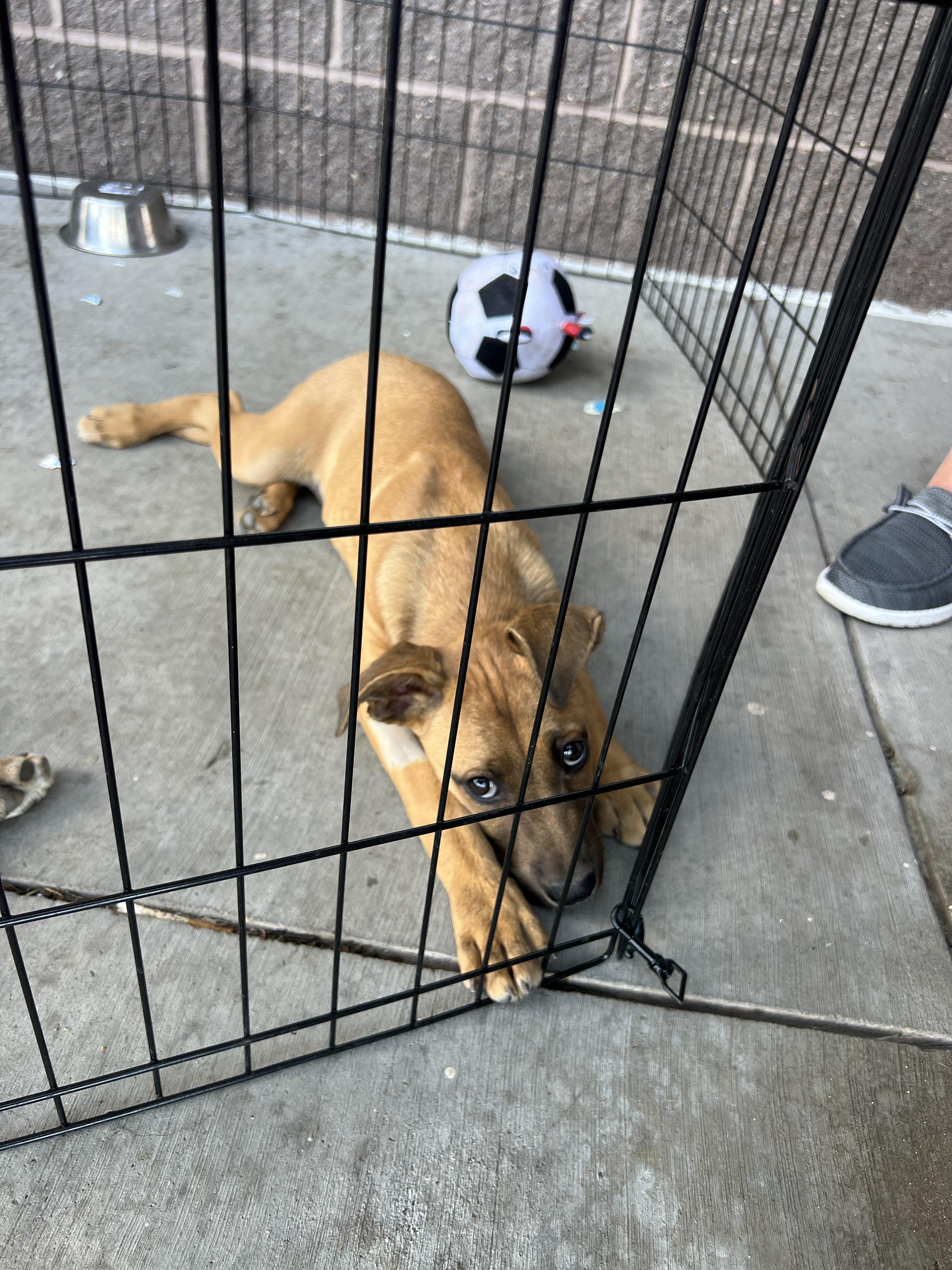 Jenny, a Adoptable mixed breed in Denver, CO image 5/6
