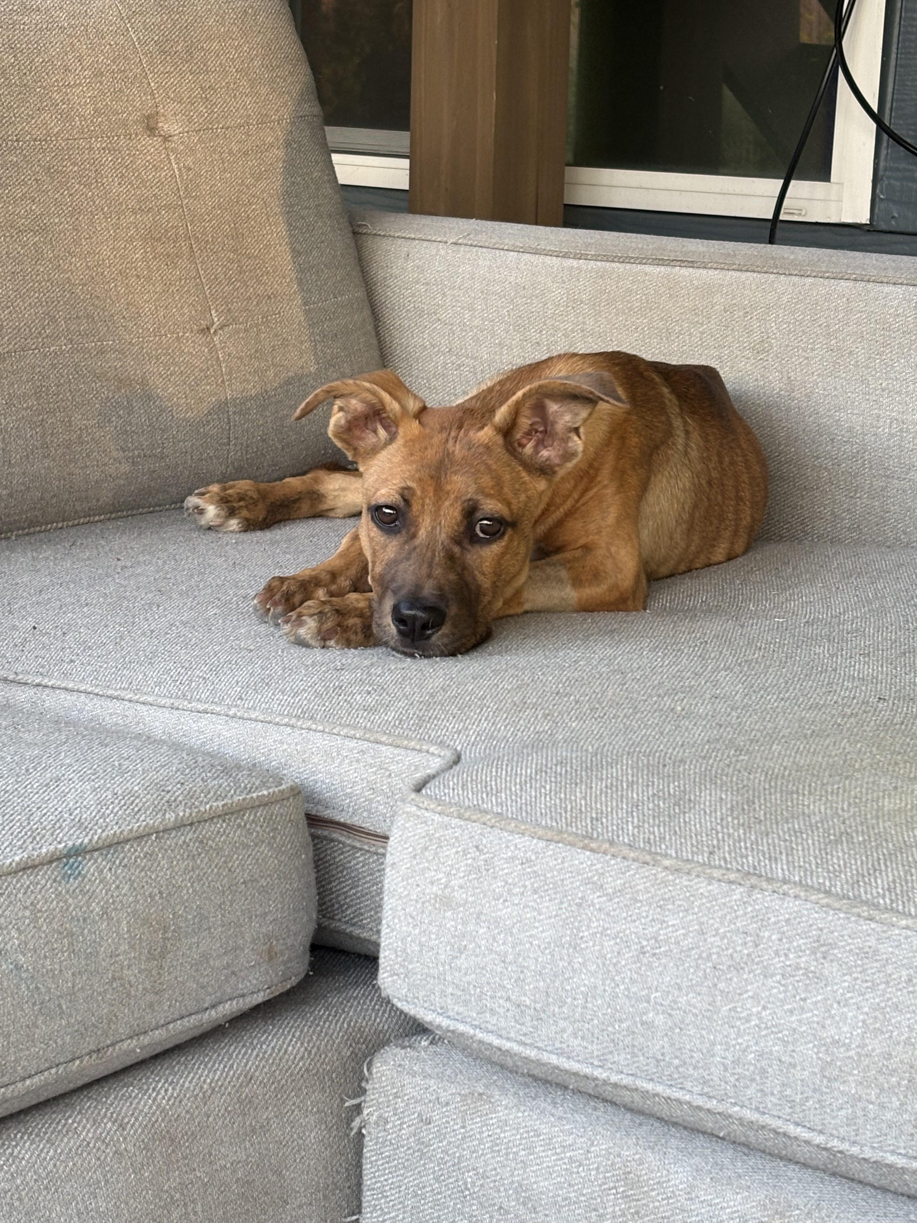 Jenny, a Adoptable mixed breed in Denver, CO image 2/6