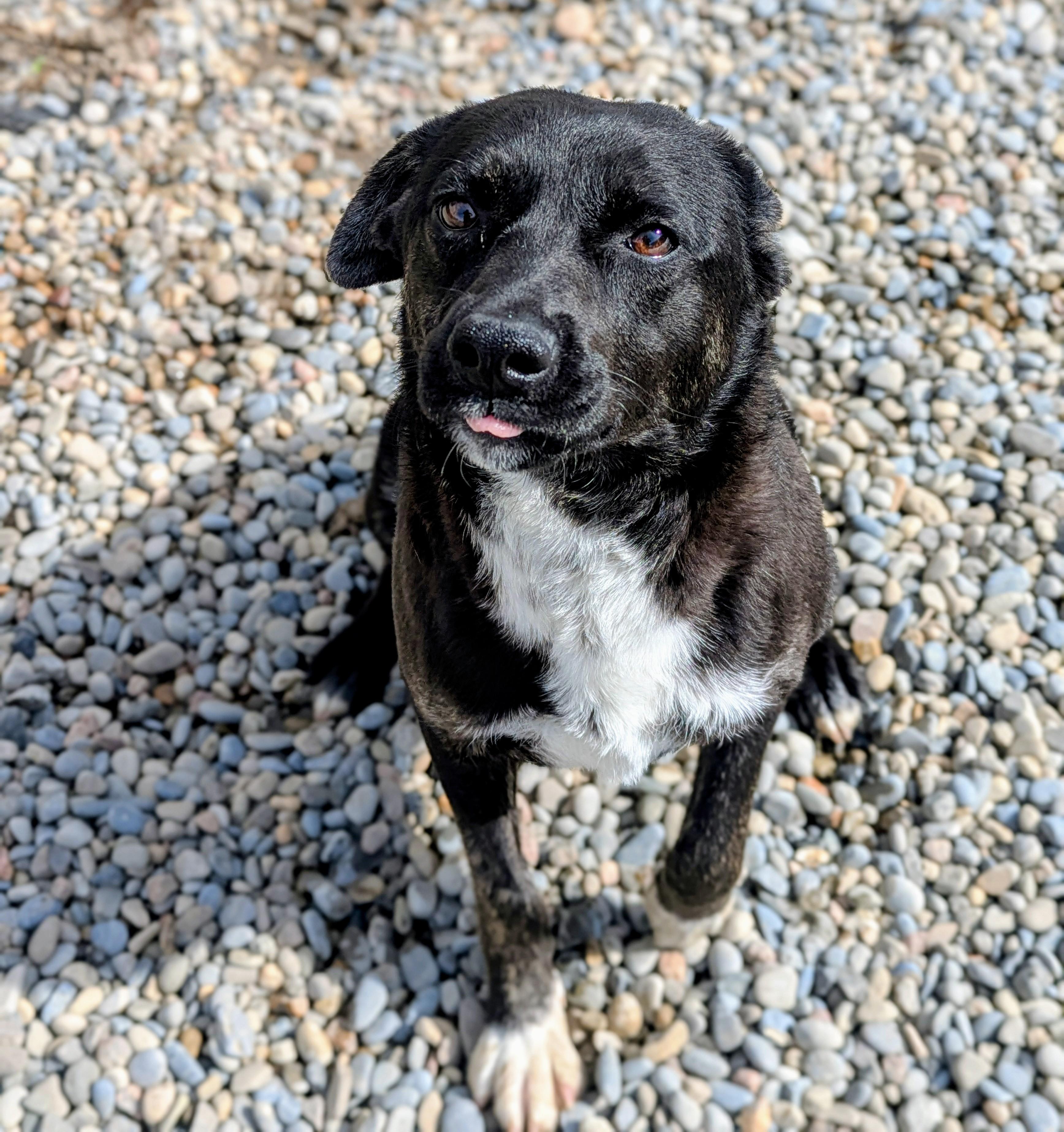 Enlarge Boo, a ADOPTABLE mixed breed in Bonnyville, AB image 1/2