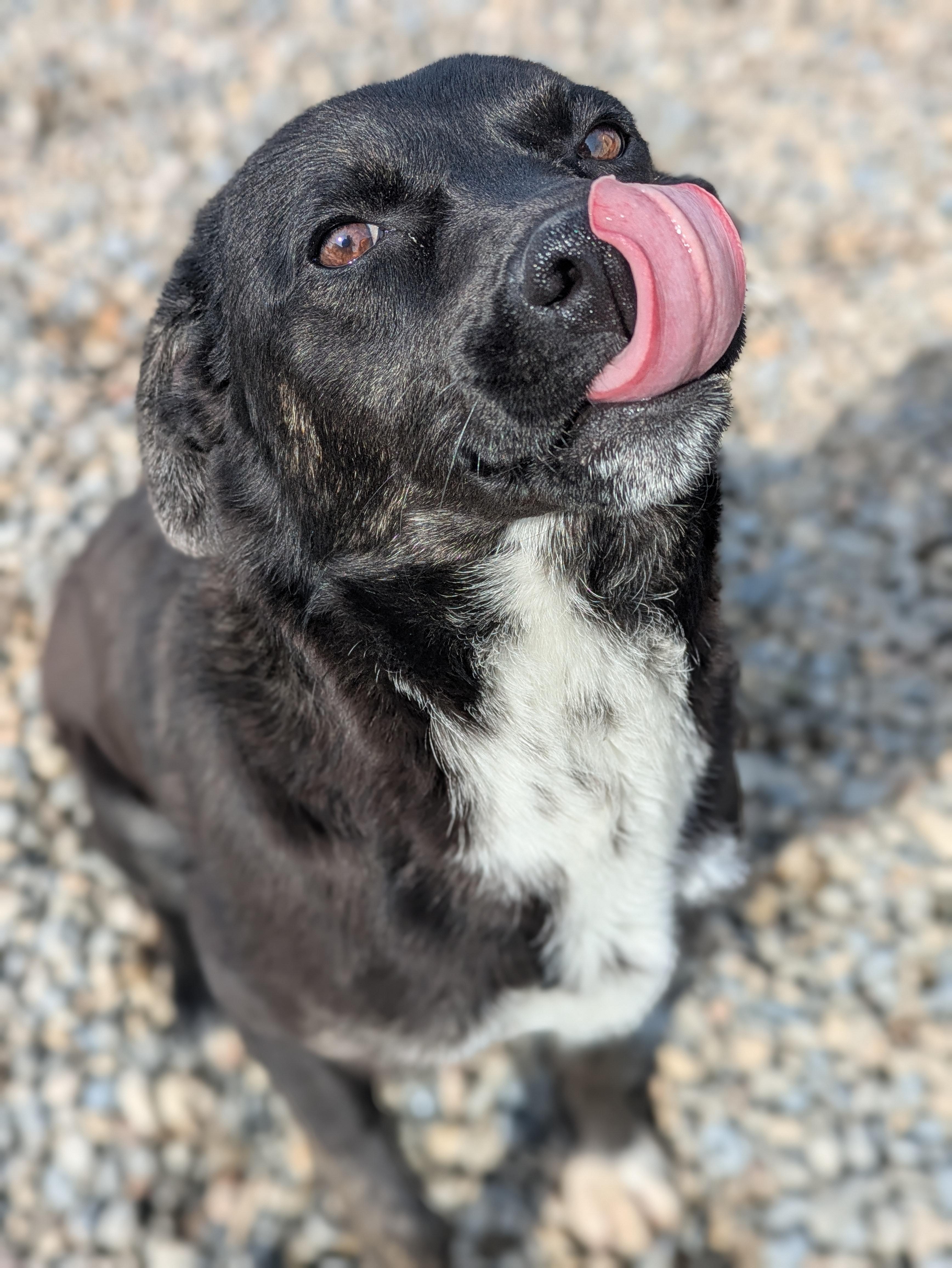 Enlarge Boo, a ADOPTABLE mixed breed in Bonnyville, AB image 2/2