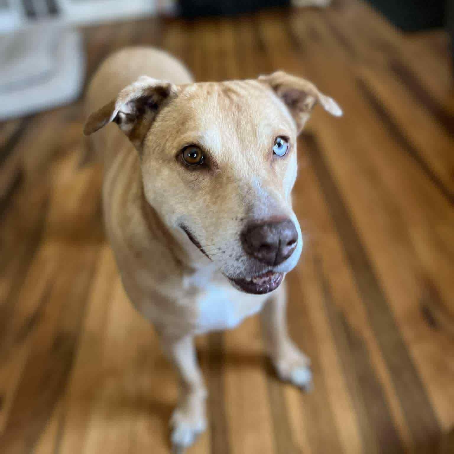 Allie, Adoptable, Senior Female Yellow Labrador Retriever & Boxer.