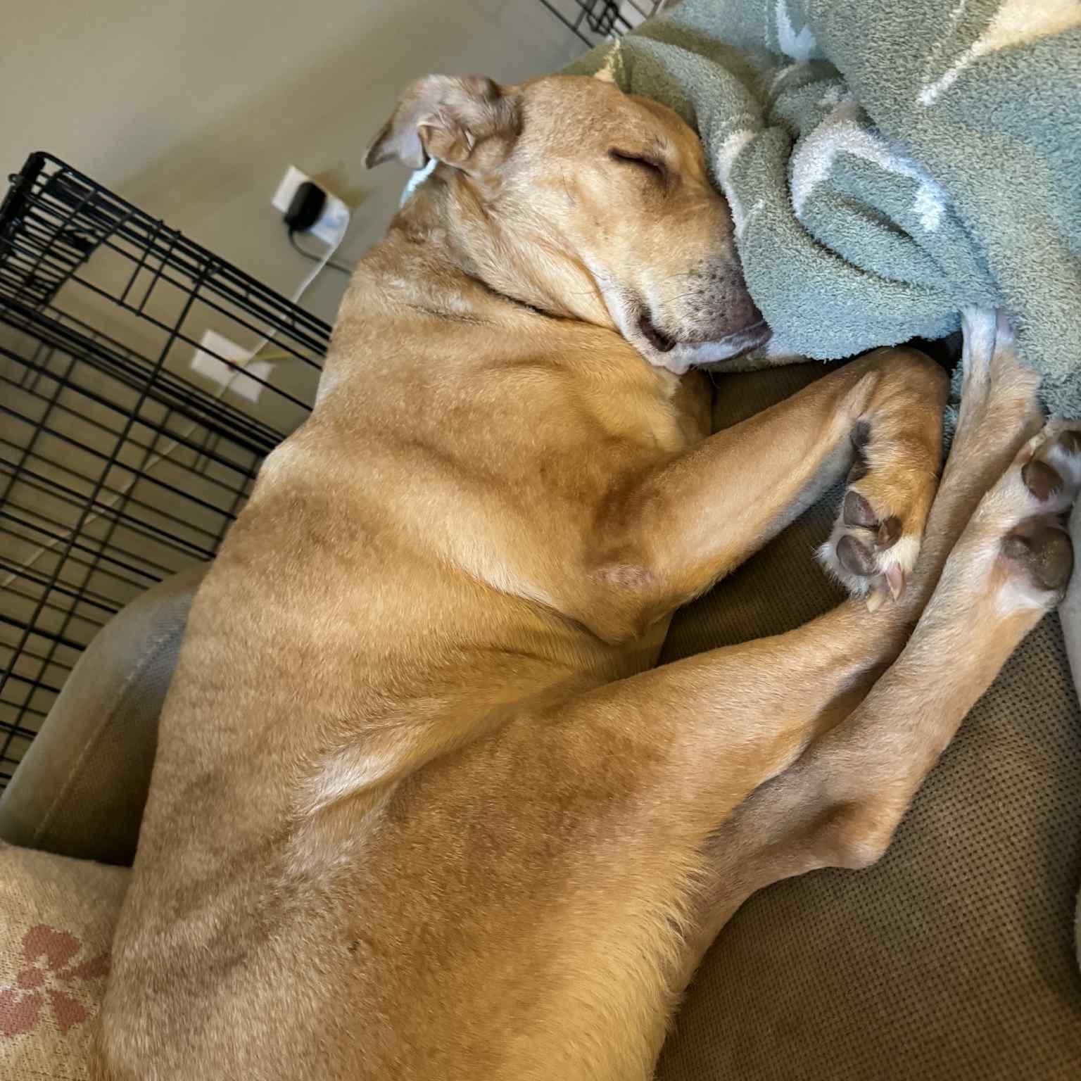 Enlarge Allie, a Adoptable mixed breed in Des Moines, IA image 5/6