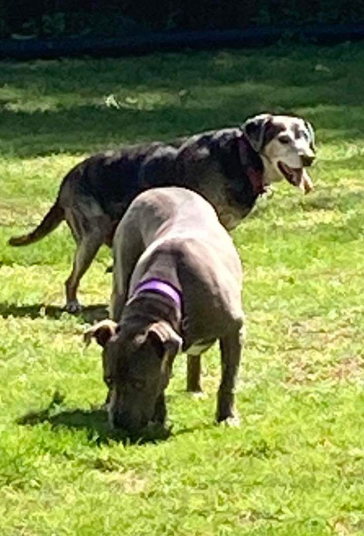 Pippifox (Pippi), Adopted, Senior Male Mixed Breed & Beagle.