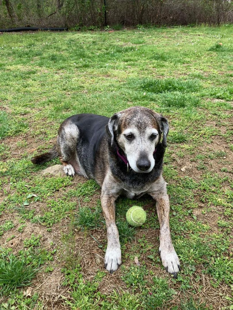 Enlarge Pippifox (Pippi), a Adopted mixed breed in Mystic, CT image 2/2
