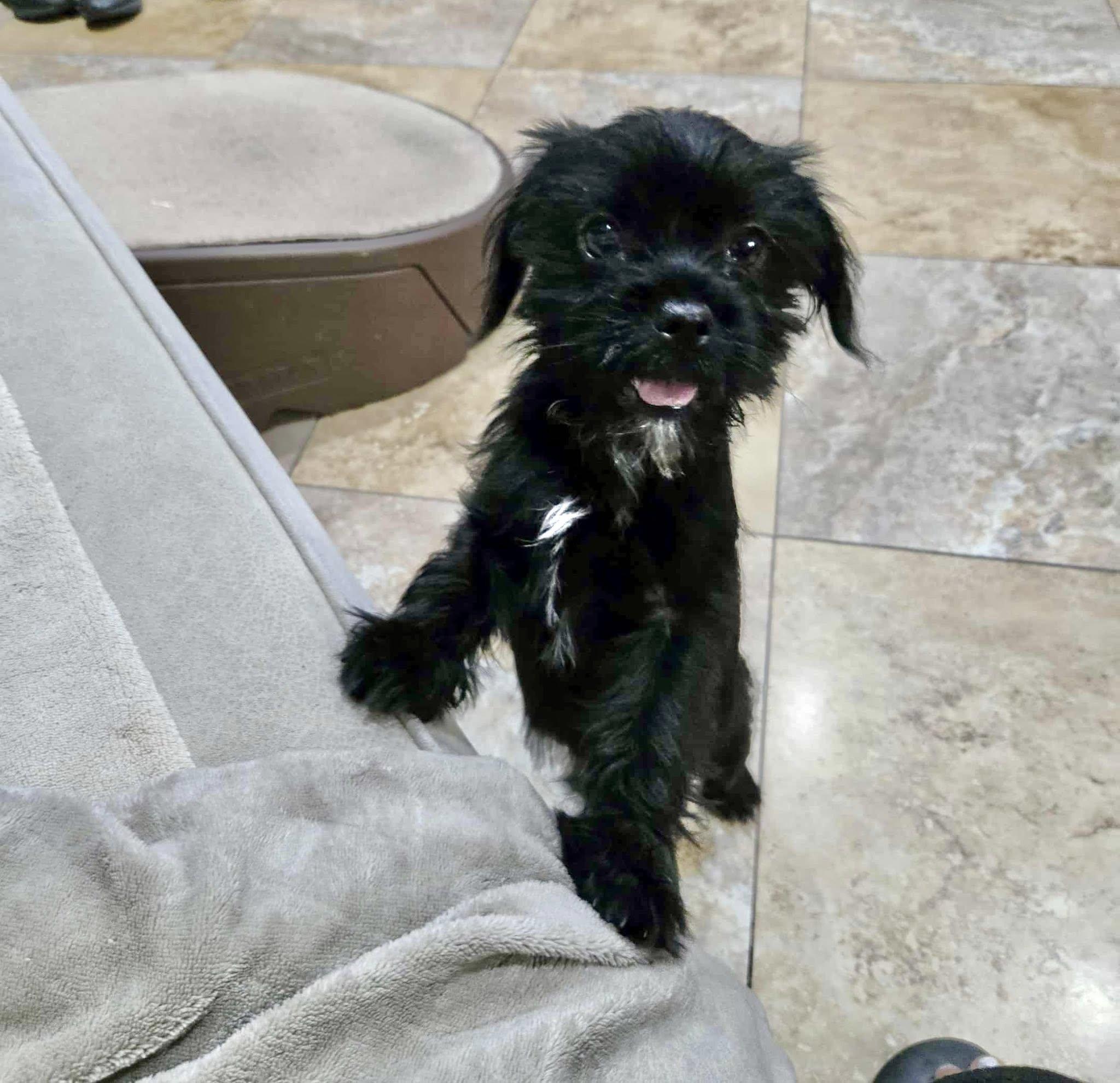 Enlarge Wednesday, a Adopted mixed breed in Gardena, CA image 1/1