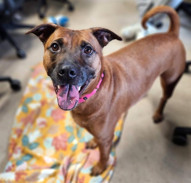 Enlarge SCOOBY, a Adoptable mixed breed in Minneapolis, MN image 1/1