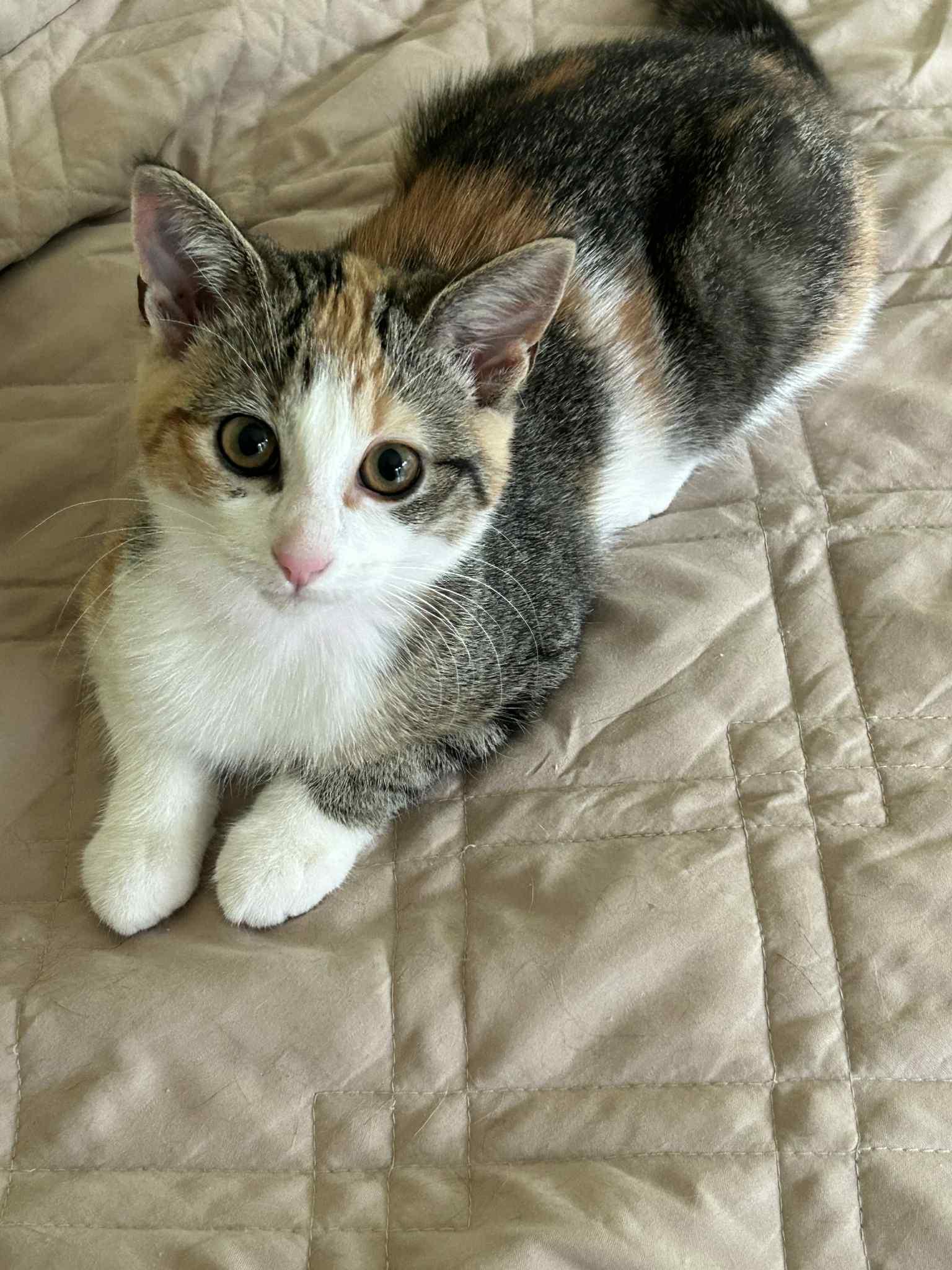 Sybil
