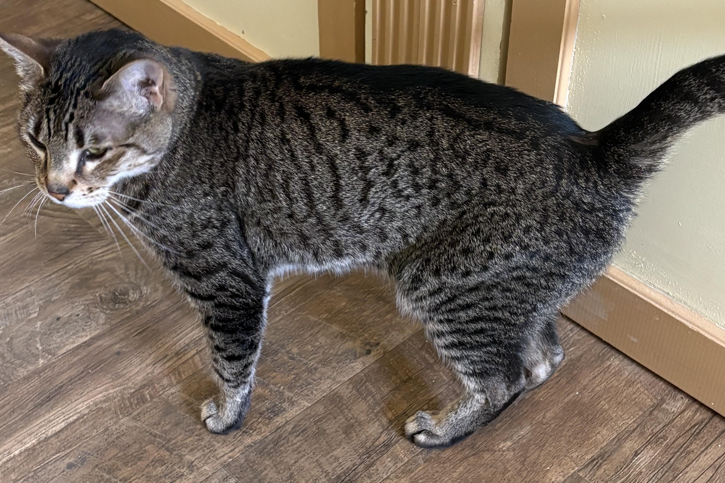 Enlarge Atti, a ADOPTABLE Tabby in Prescott, AZ image 4/6