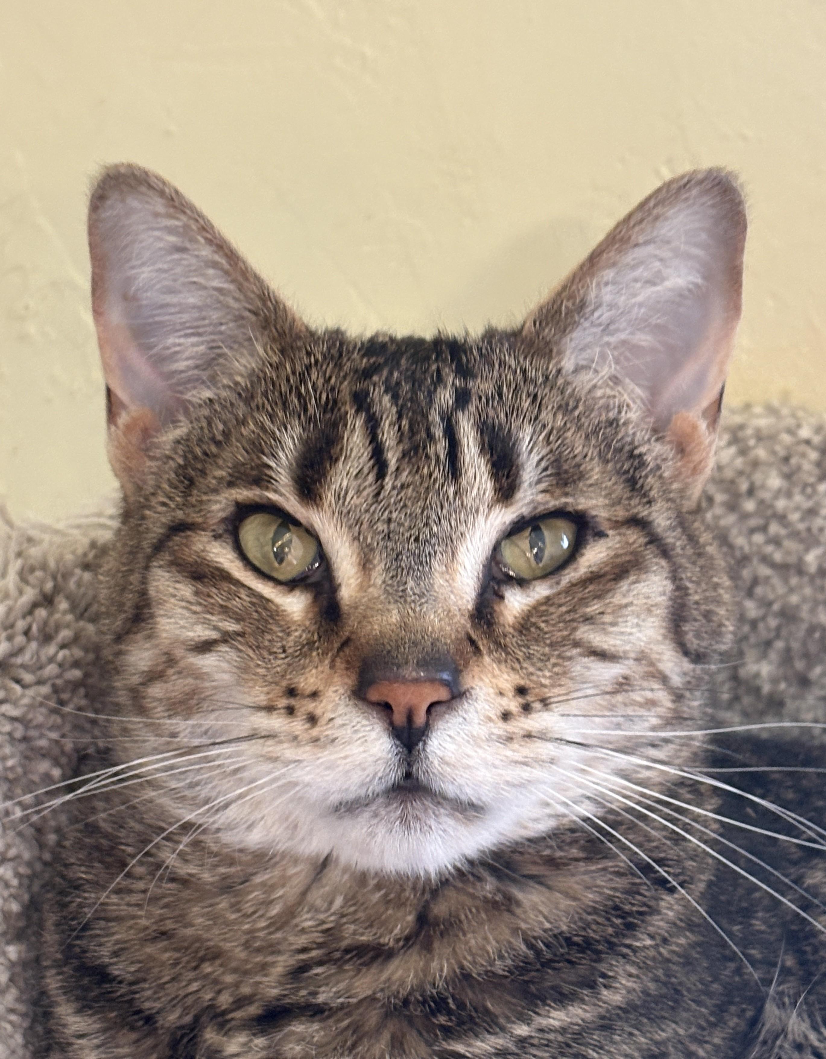 Atti, ADOPTABLE, Adult Male Tabby.