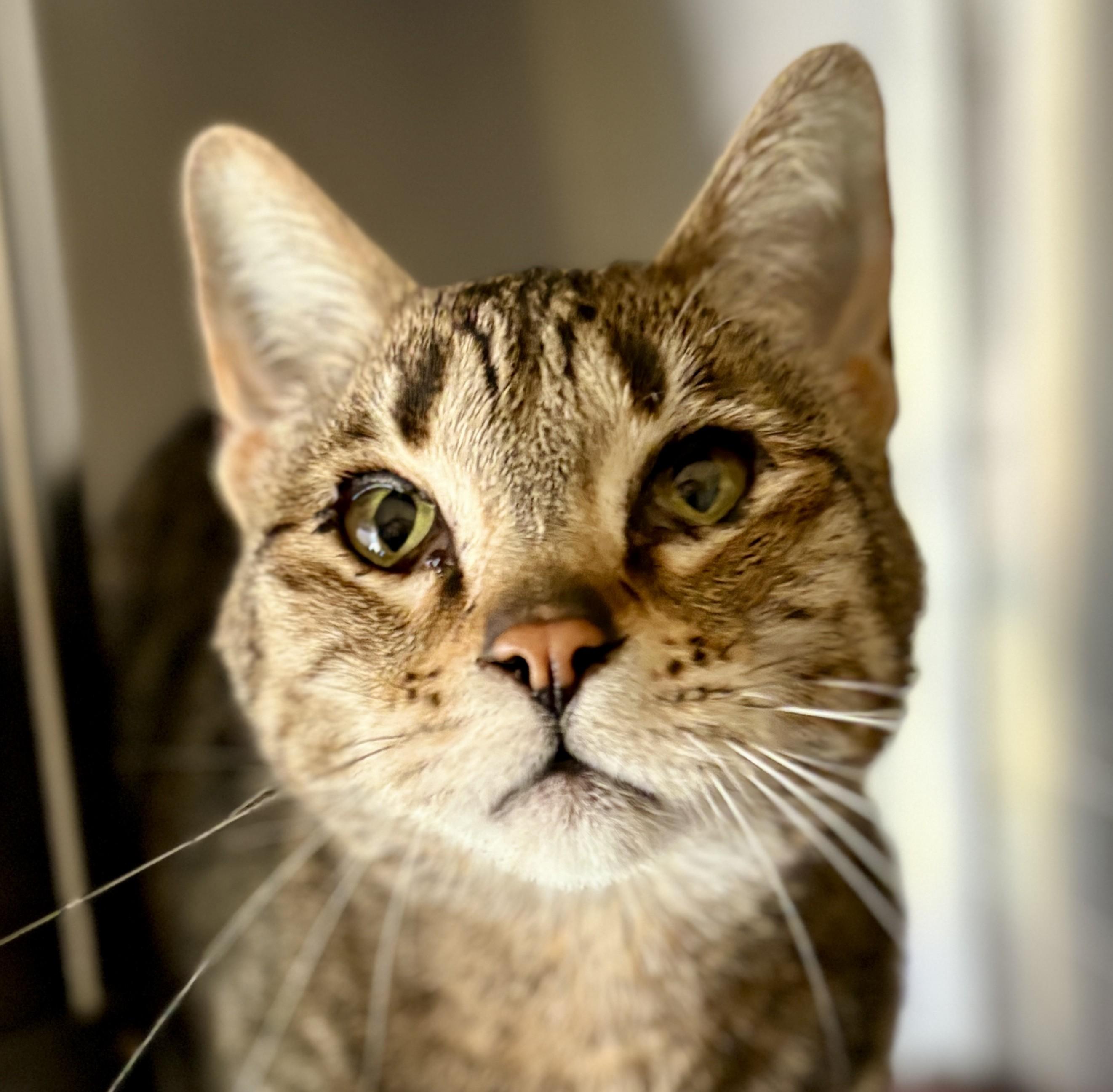 Enlarge Atti, a ADOPTABLE Tabby in Prescott, AZ image 6/6