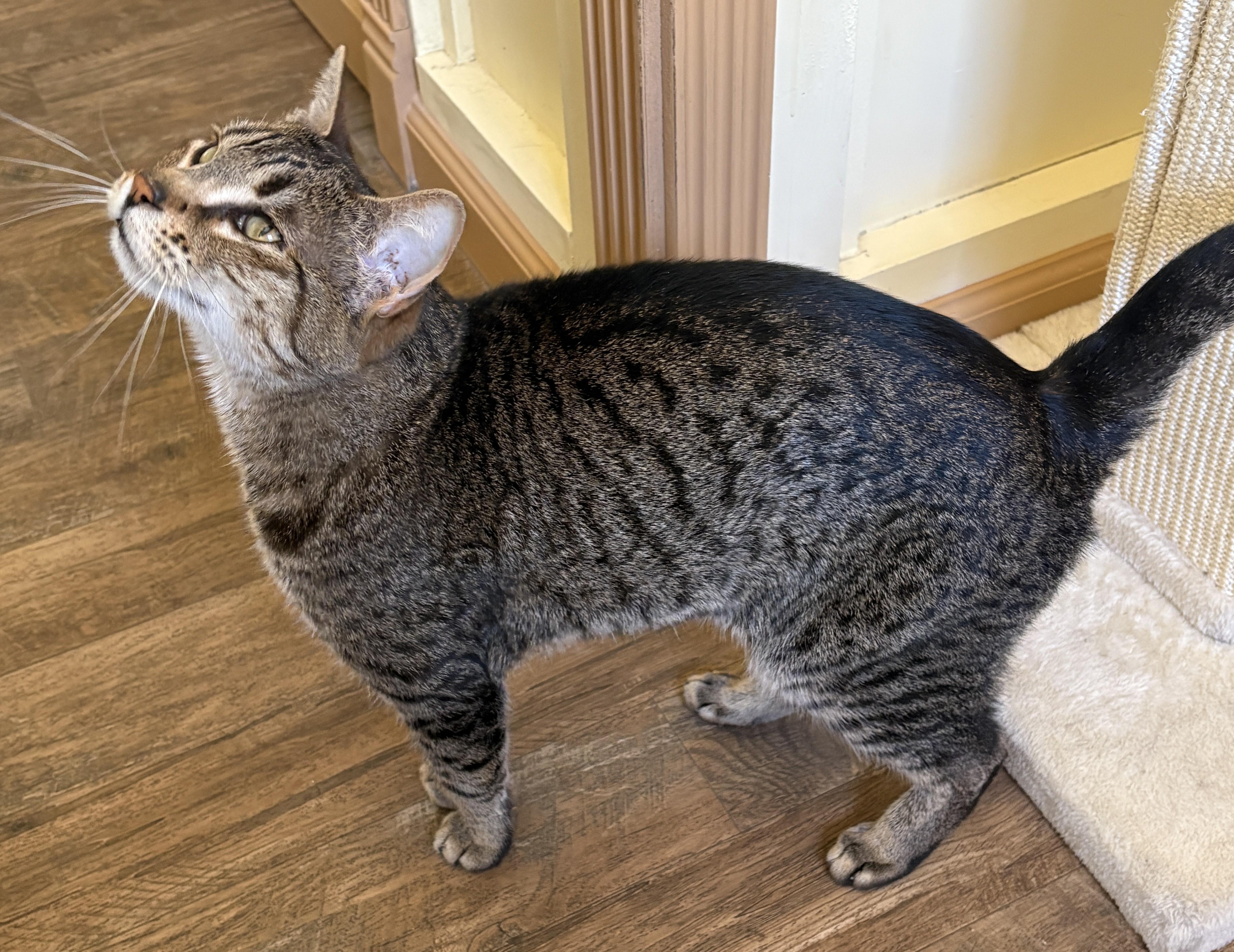 Enlarge Atti, a ADOPTABLE Tabby in Prescott, AZ image 3/6