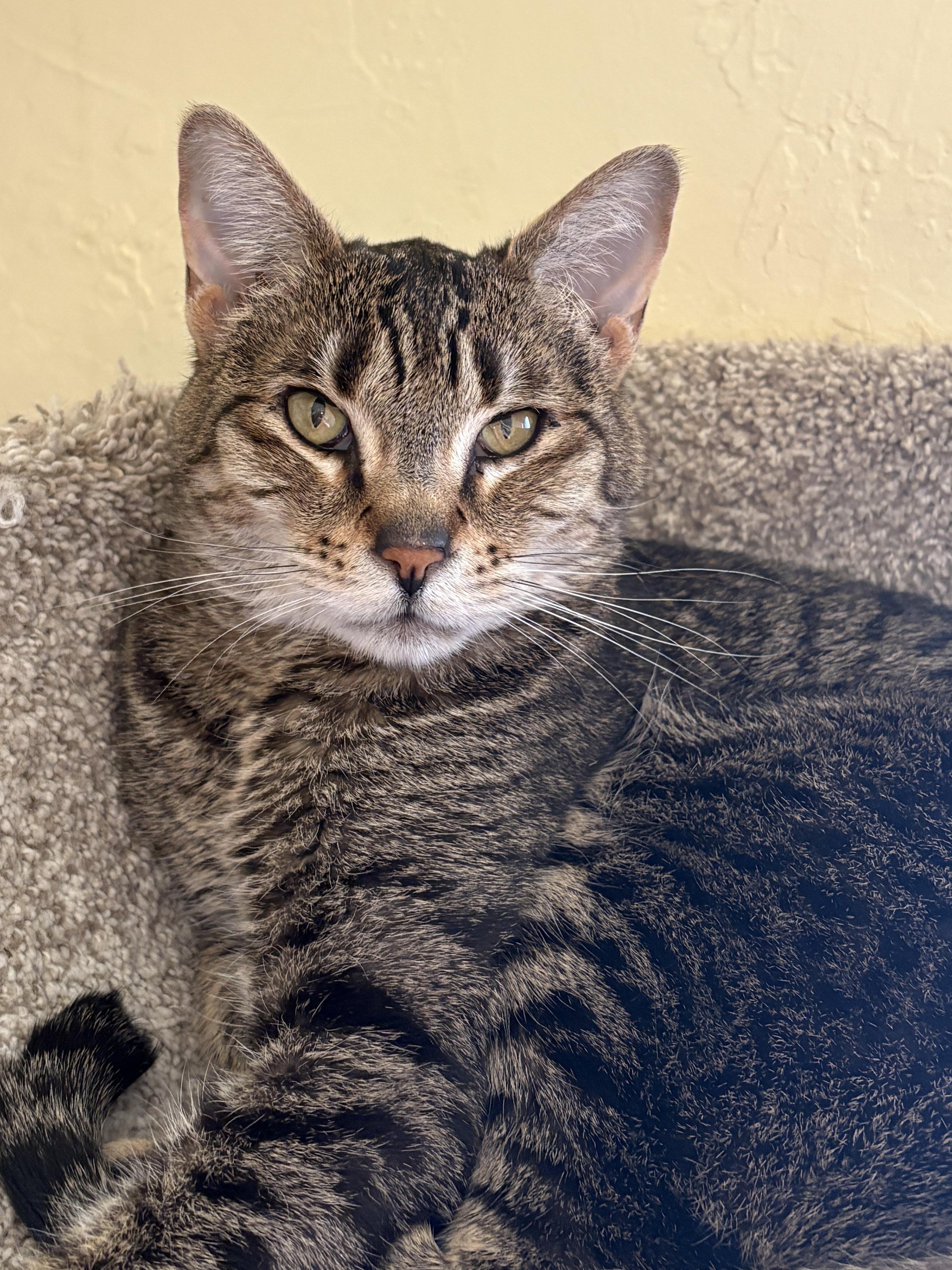 Enlarge Atti, a ADOPTABLE Tabby in Prescott, AZ image 2/6