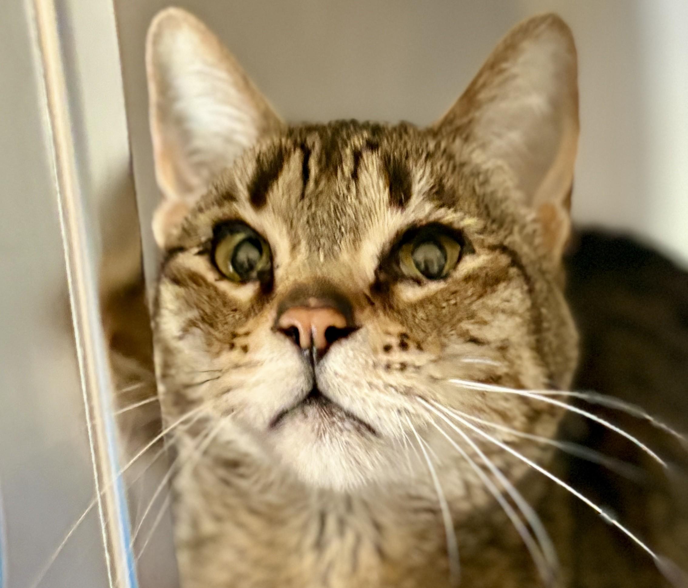 Enlarge Atti, a ADOPTABLE Tabby in Prescott, AZ image 5/6