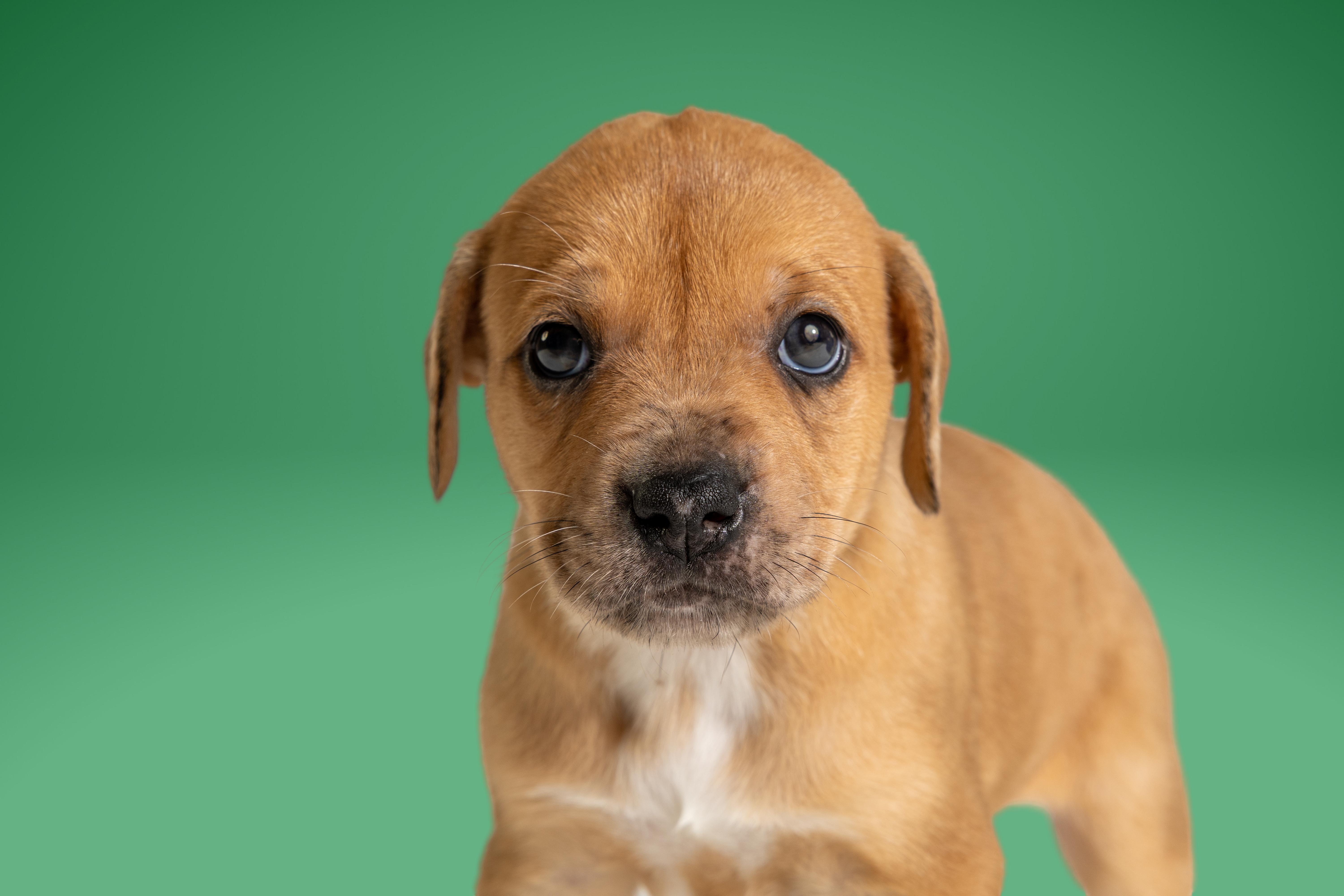 Sable, ADOPTABLE, Puppy Female Boxer & Cattle Dog.