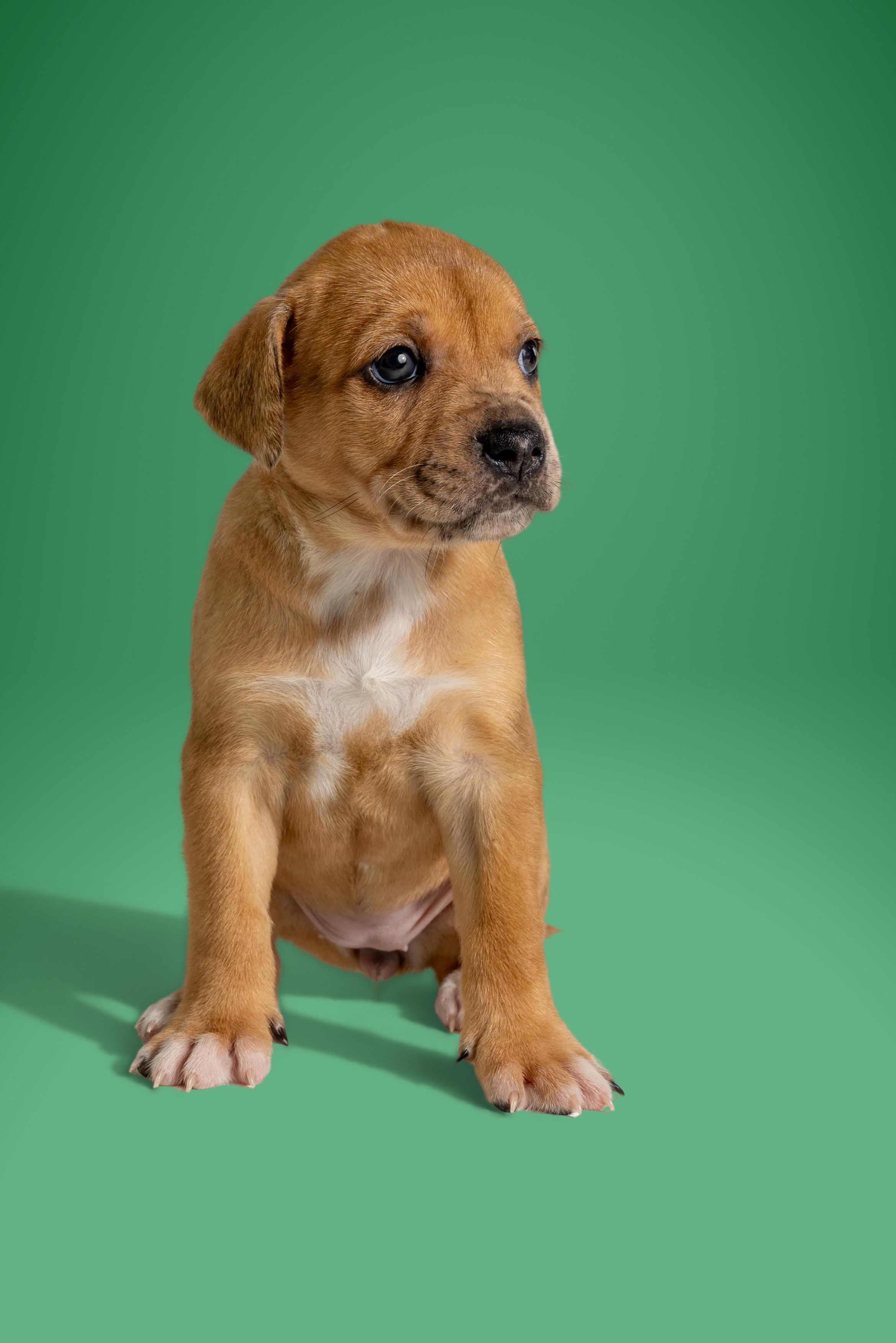 Enlarge Sable, a ADOPTABLE mixed breed in Simsbury, CT image 3/4