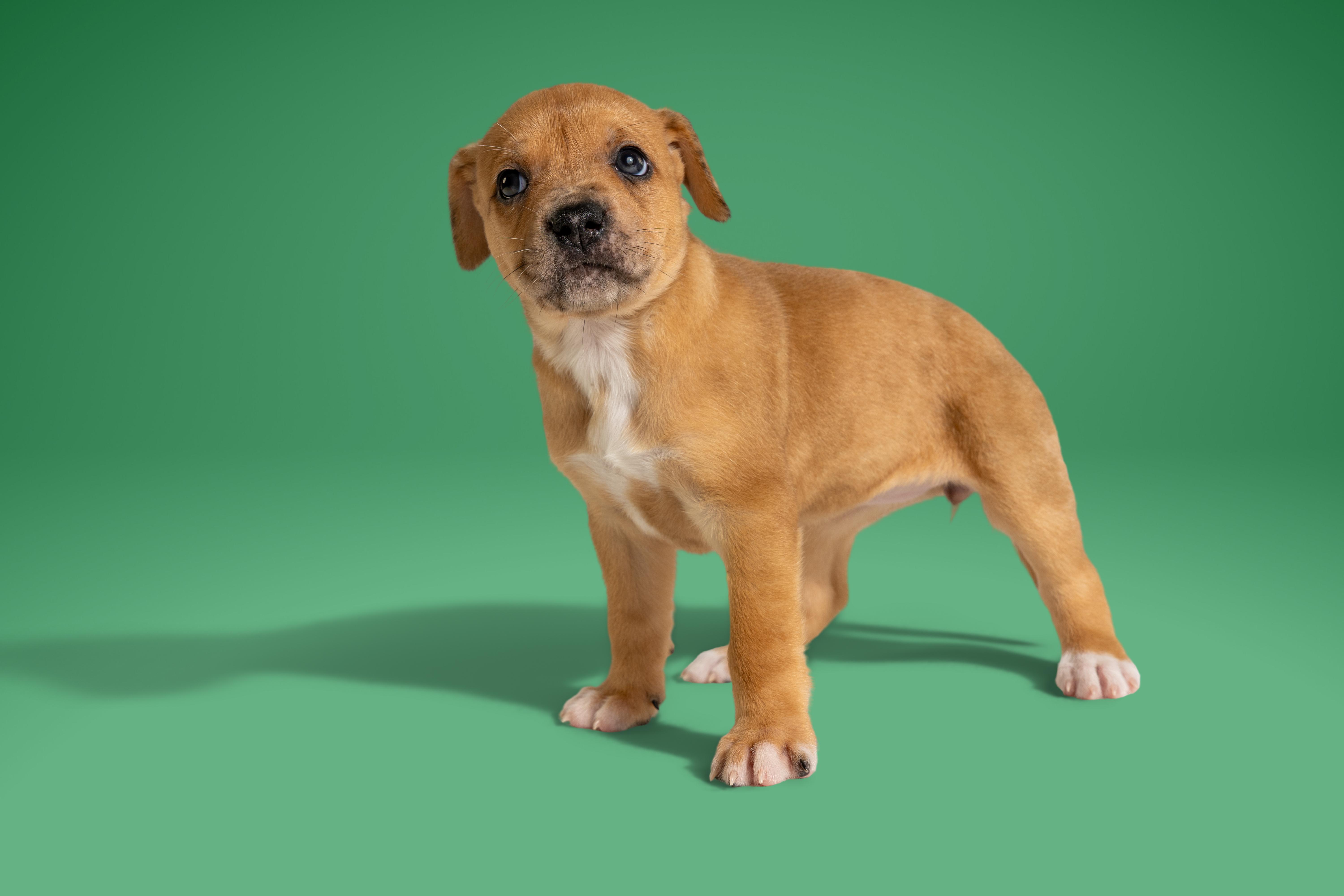 Enlarge Sable, a ADOPTABLE mixed breed in Simsbury, CT image 4/4