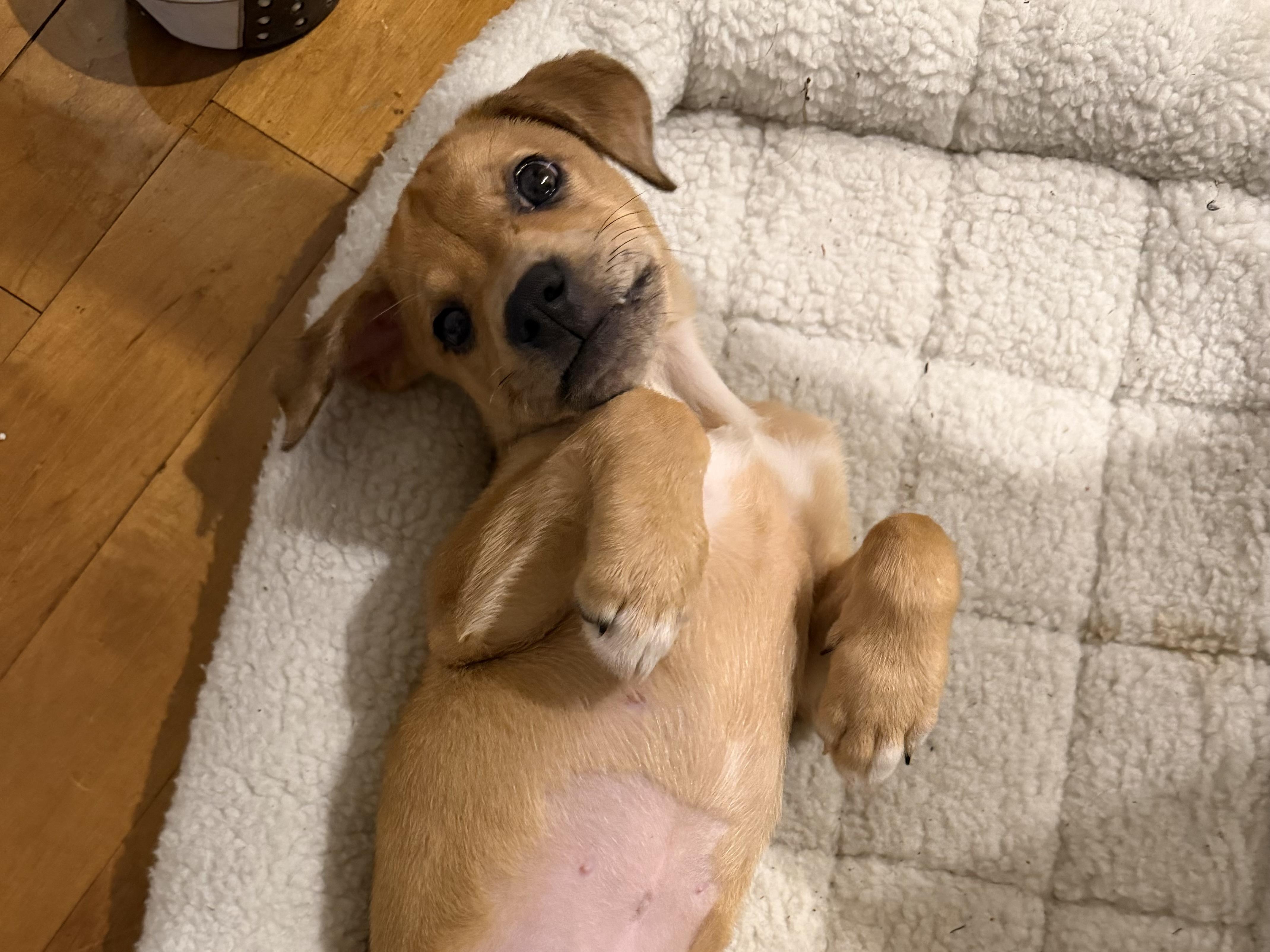 Enlarge Sable, an adopted mixed breed in Simsbury, CT image 2/5