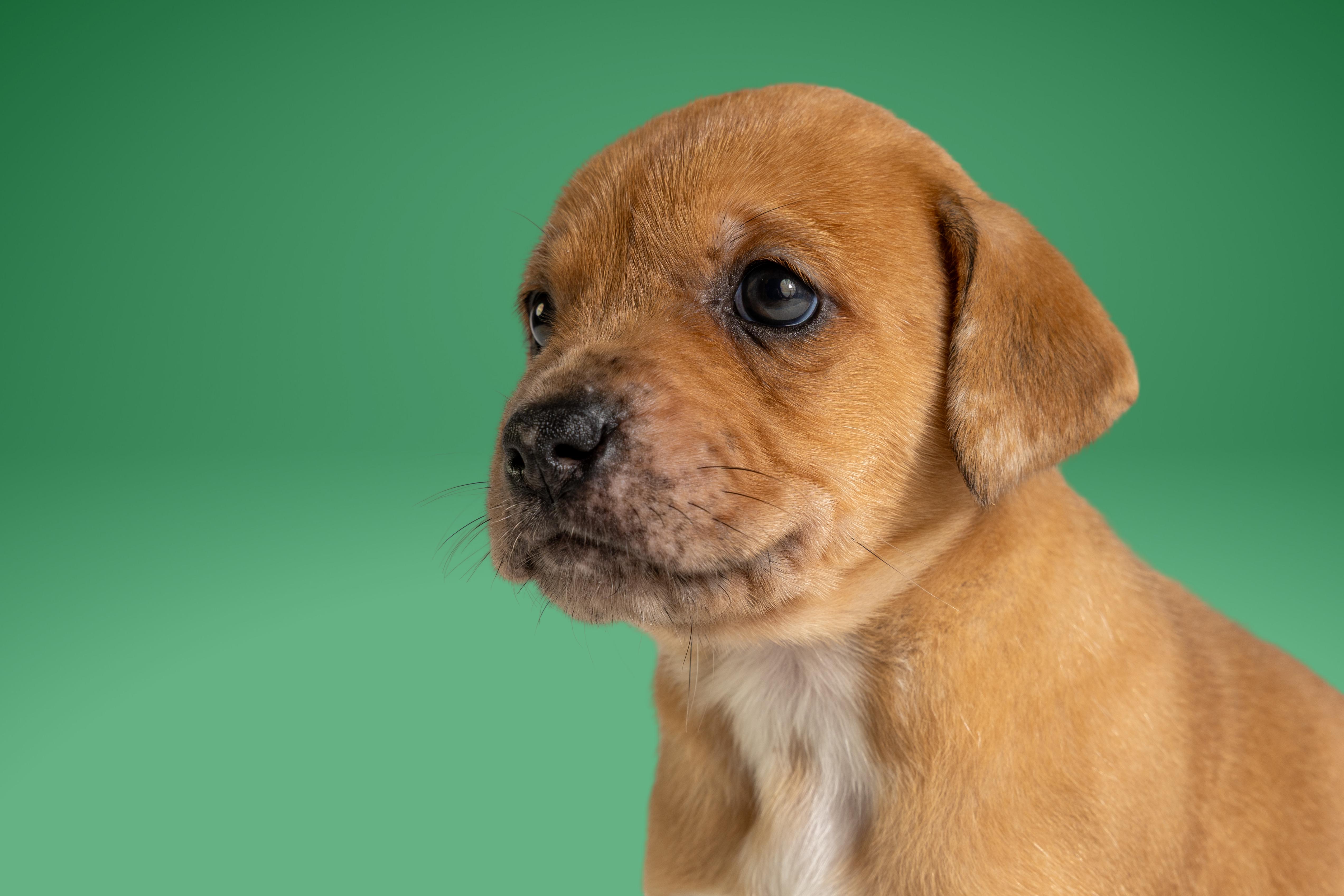Enlarge Sable, a ADOPTABLE mixed breed in Simsbury, CT image 2/4