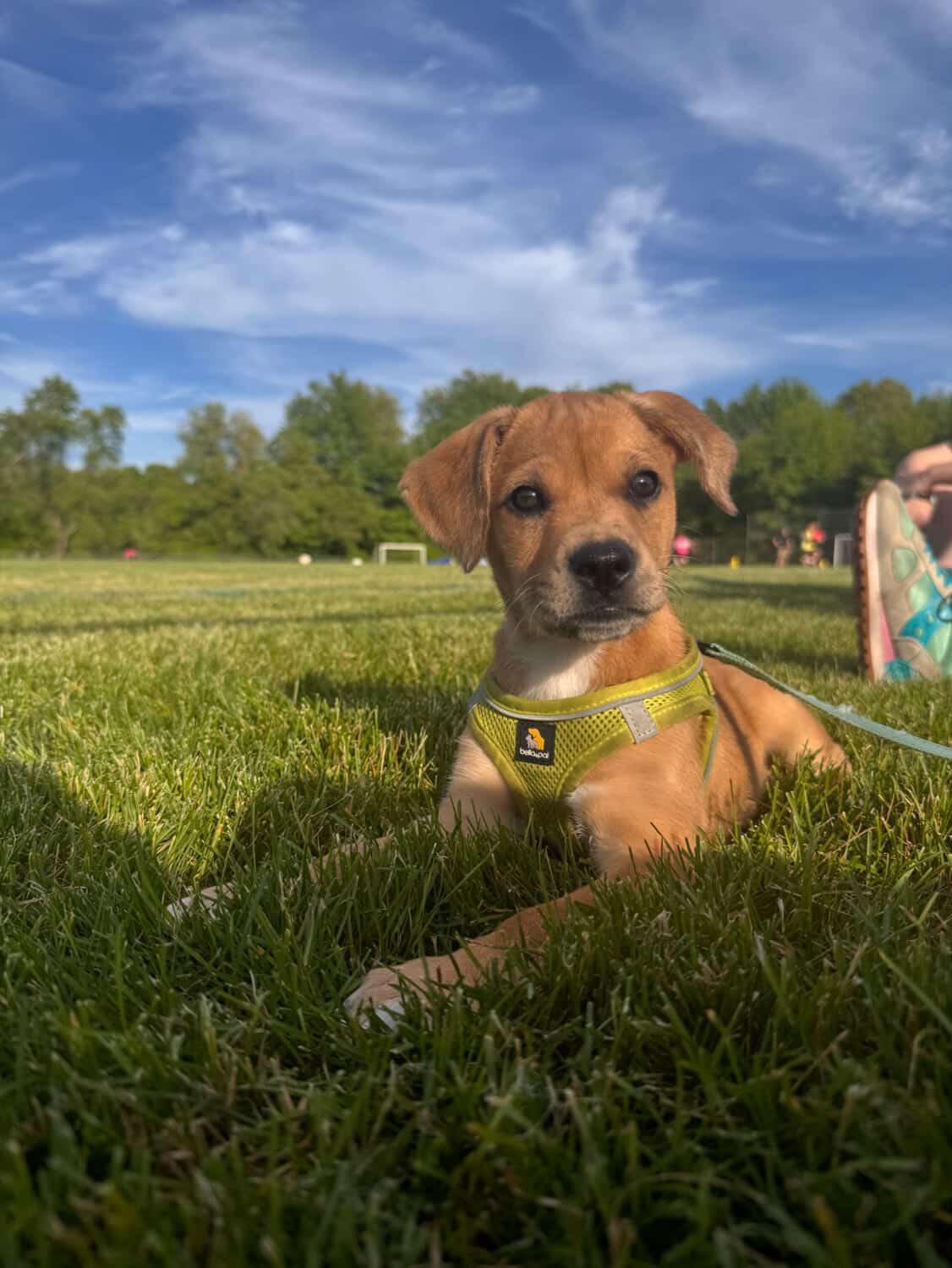 Sable, adopted, Puppy Female Boxer & Cattle Dog.
