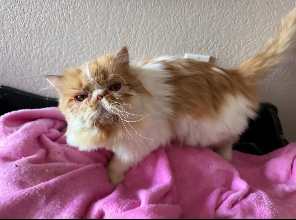 Shortcake thumbnail 3