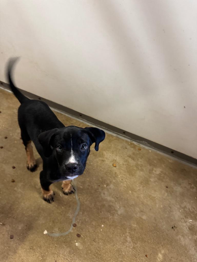 Cheeto, Adopted, Puppy Male Rottweiler & Mixed Breed.