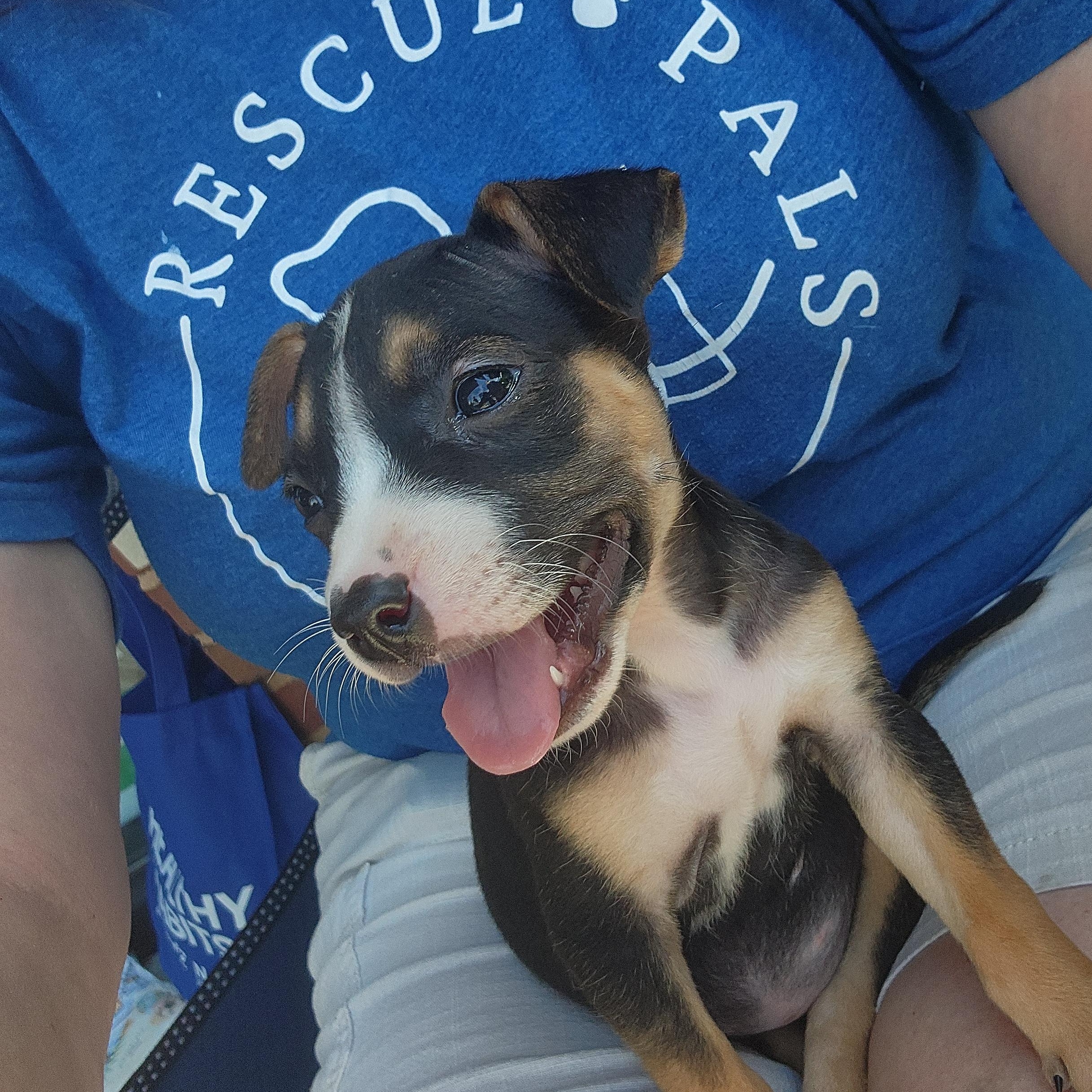 Mercy Warren, a Adoptable mixed breed in Buford, GA image 5/6