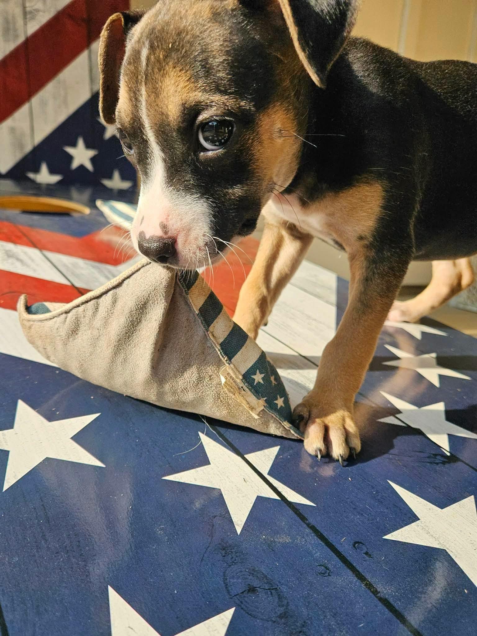 Mercy Warren, a Adoptable mixed breed in Buford, GA image 2/6